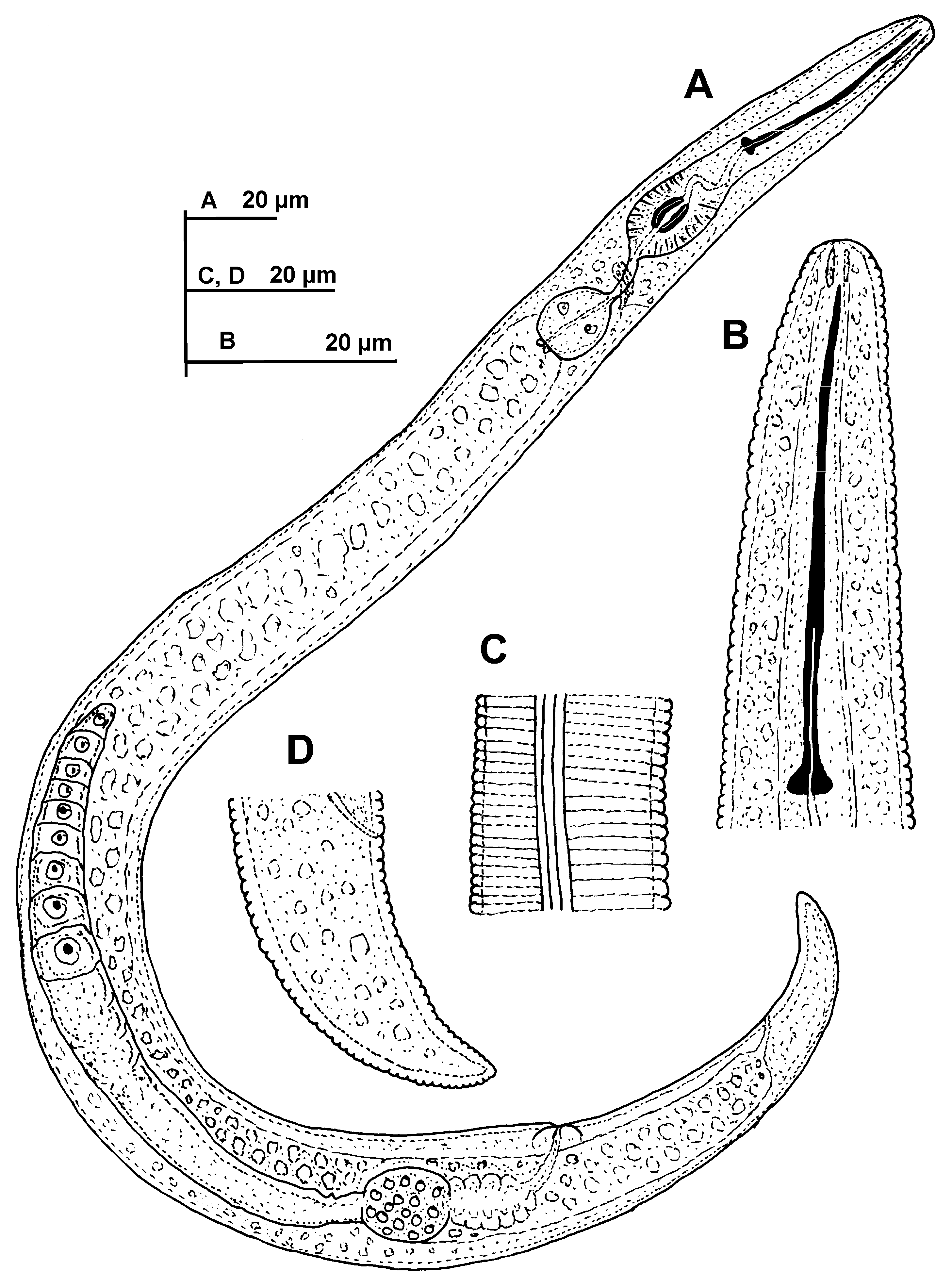 Plants 11 03385 g004