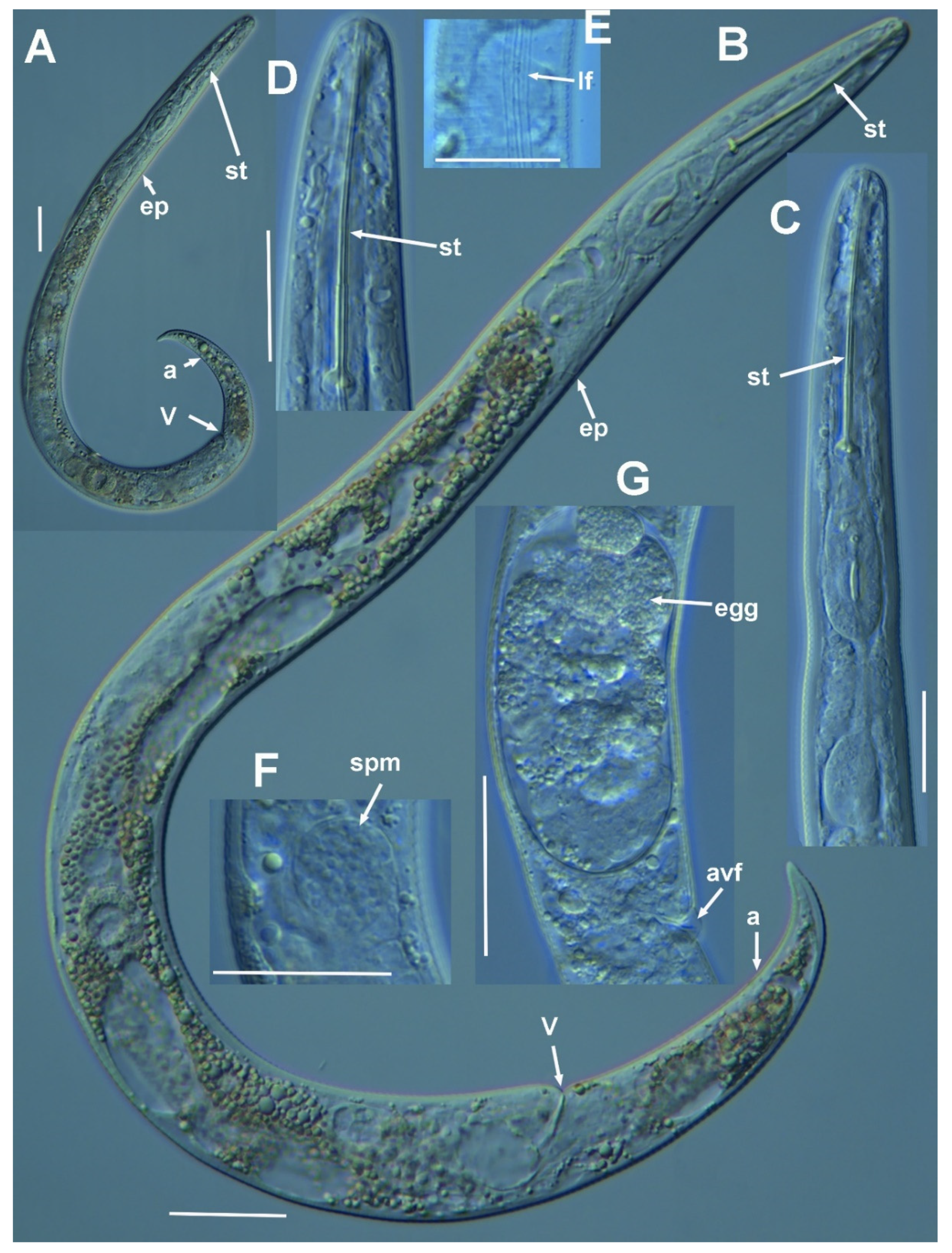 Plants 11 03385 g005