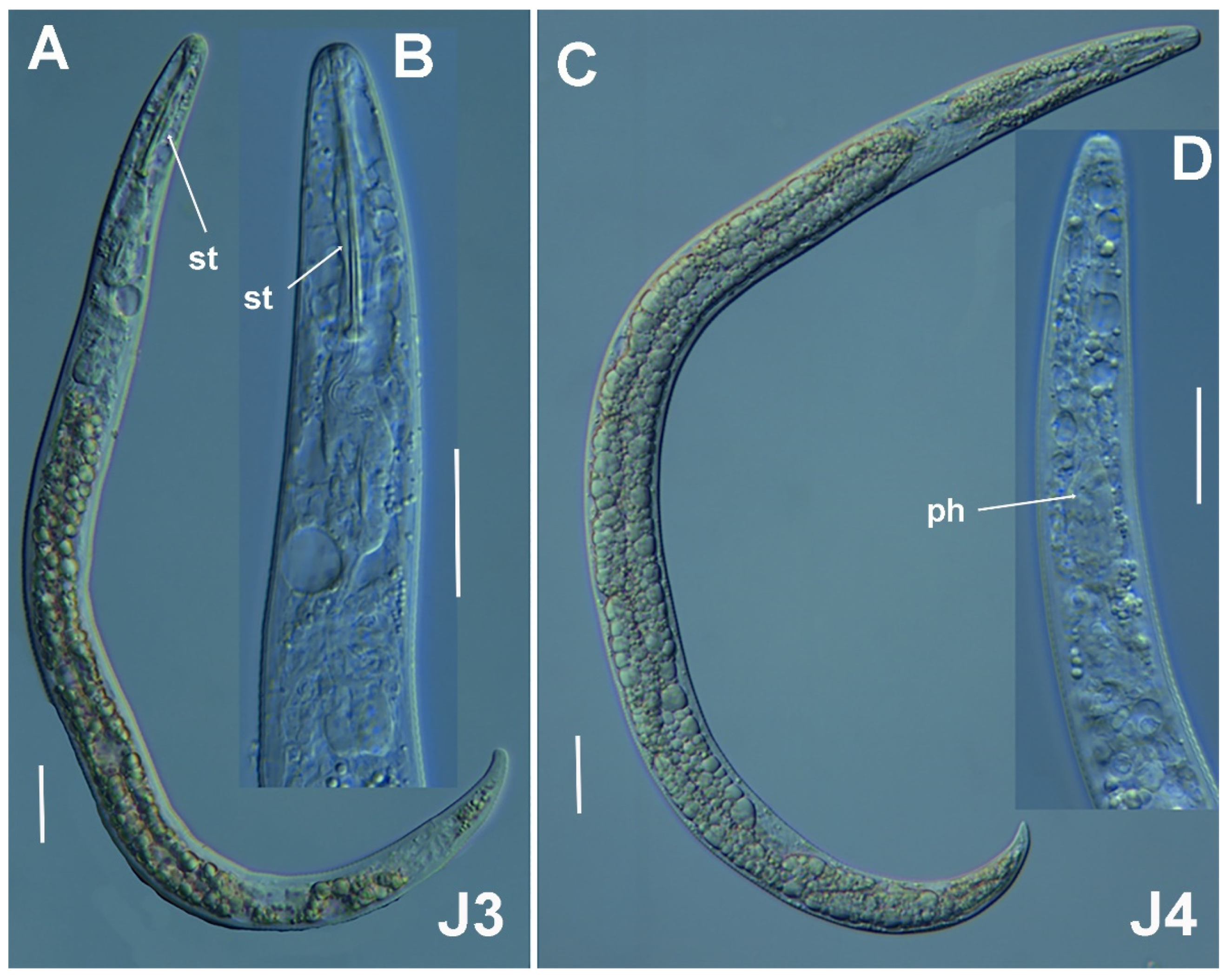 Plants 11 03385 g006