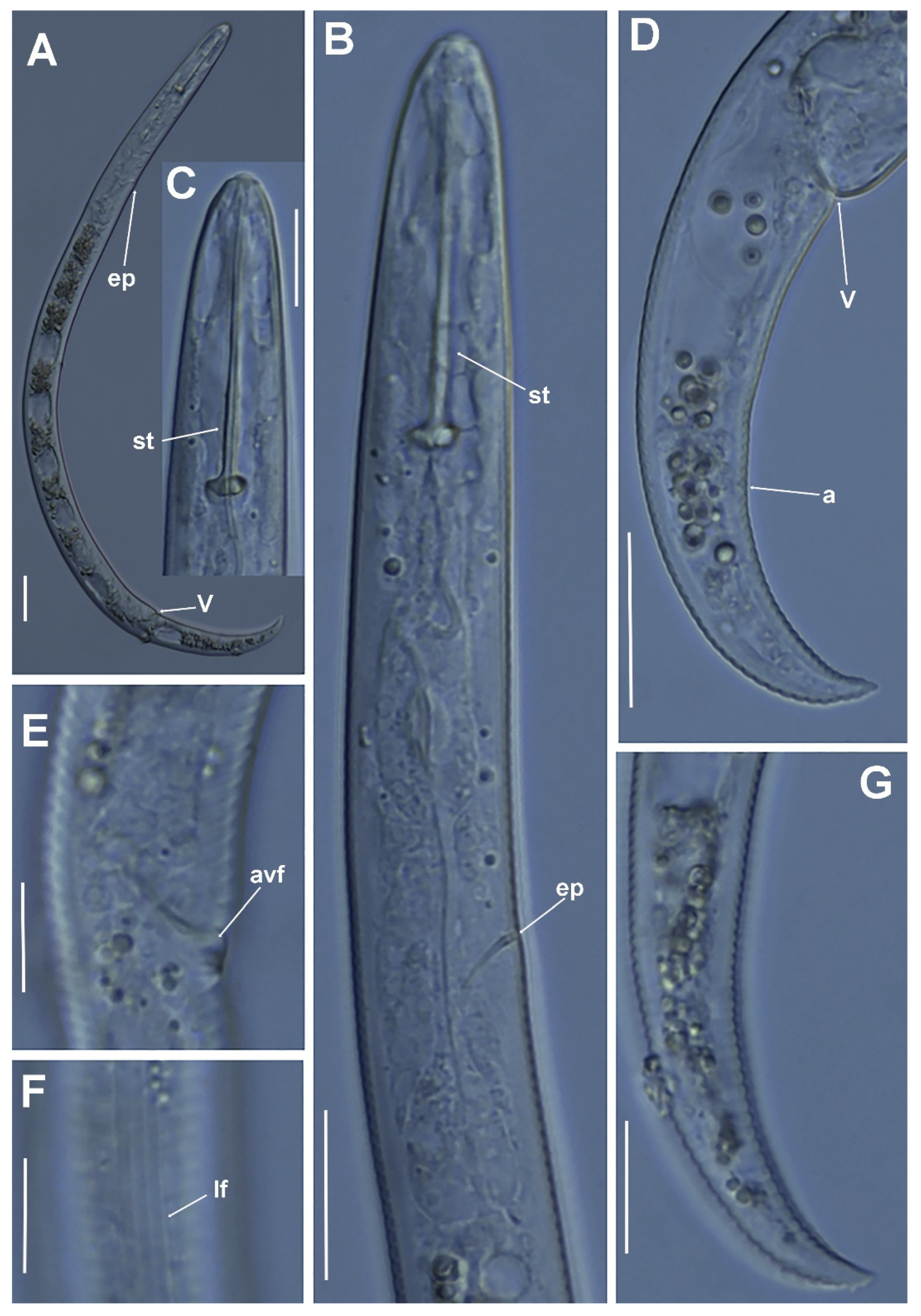 Plants 11 03385 g008