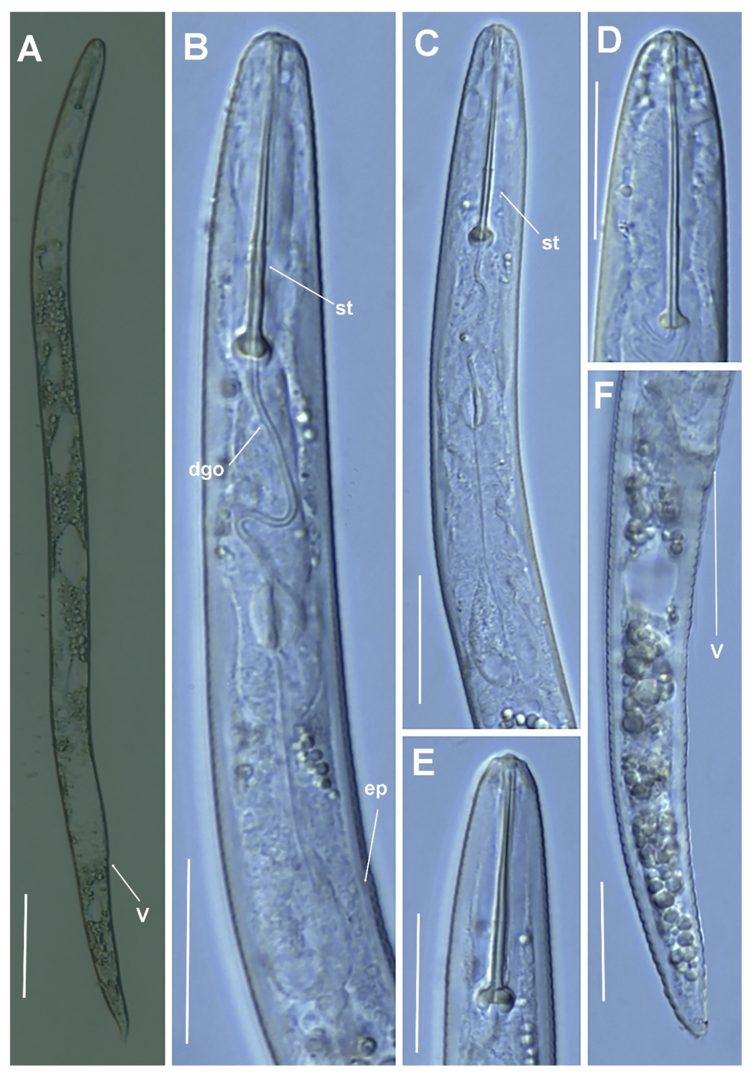 Plants 11 03385 g012