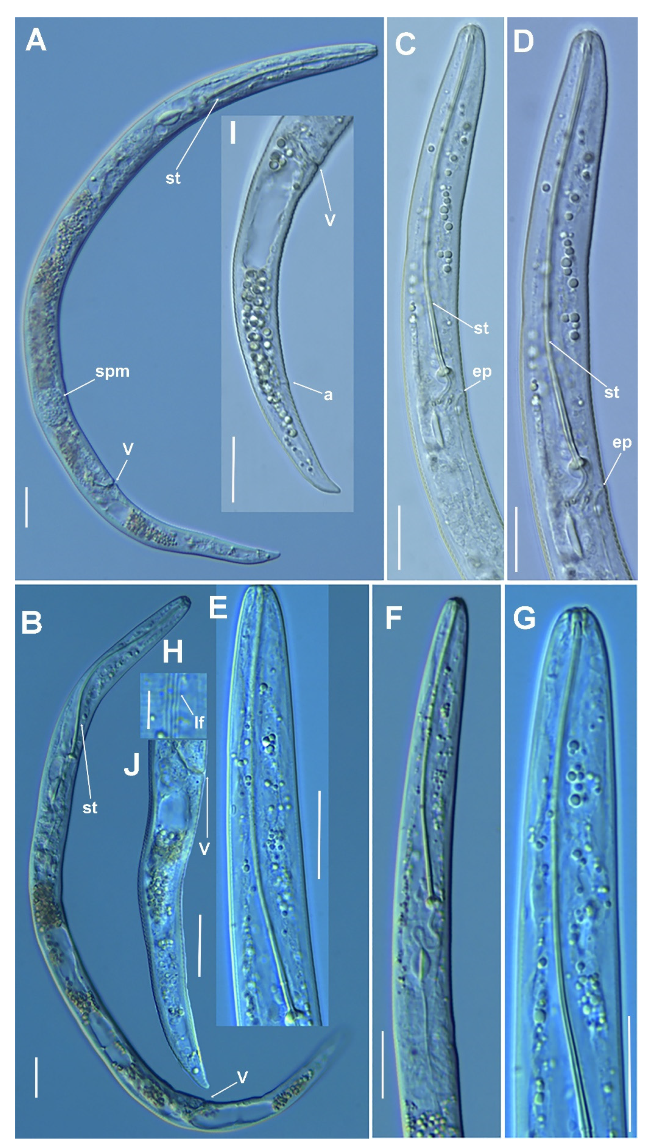 Plants 11 03385 g013