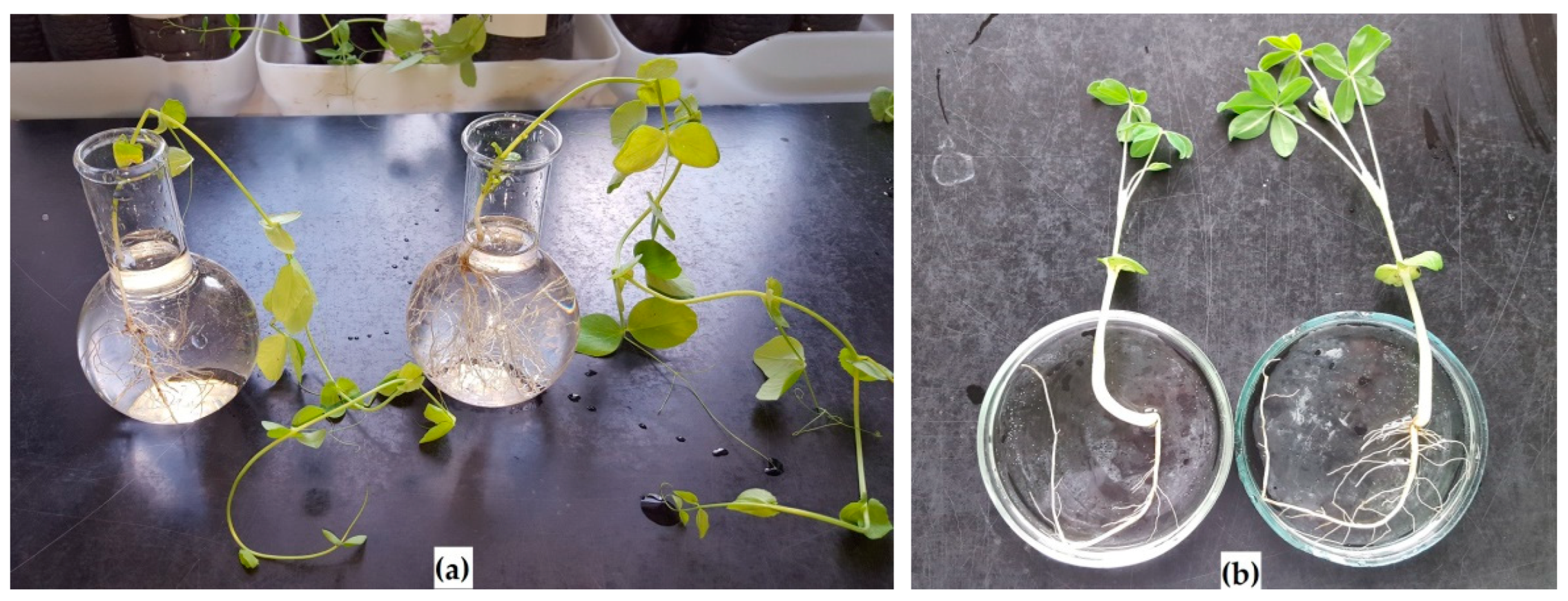 Plants 11 03396 g001 Plants 11 03396 g001