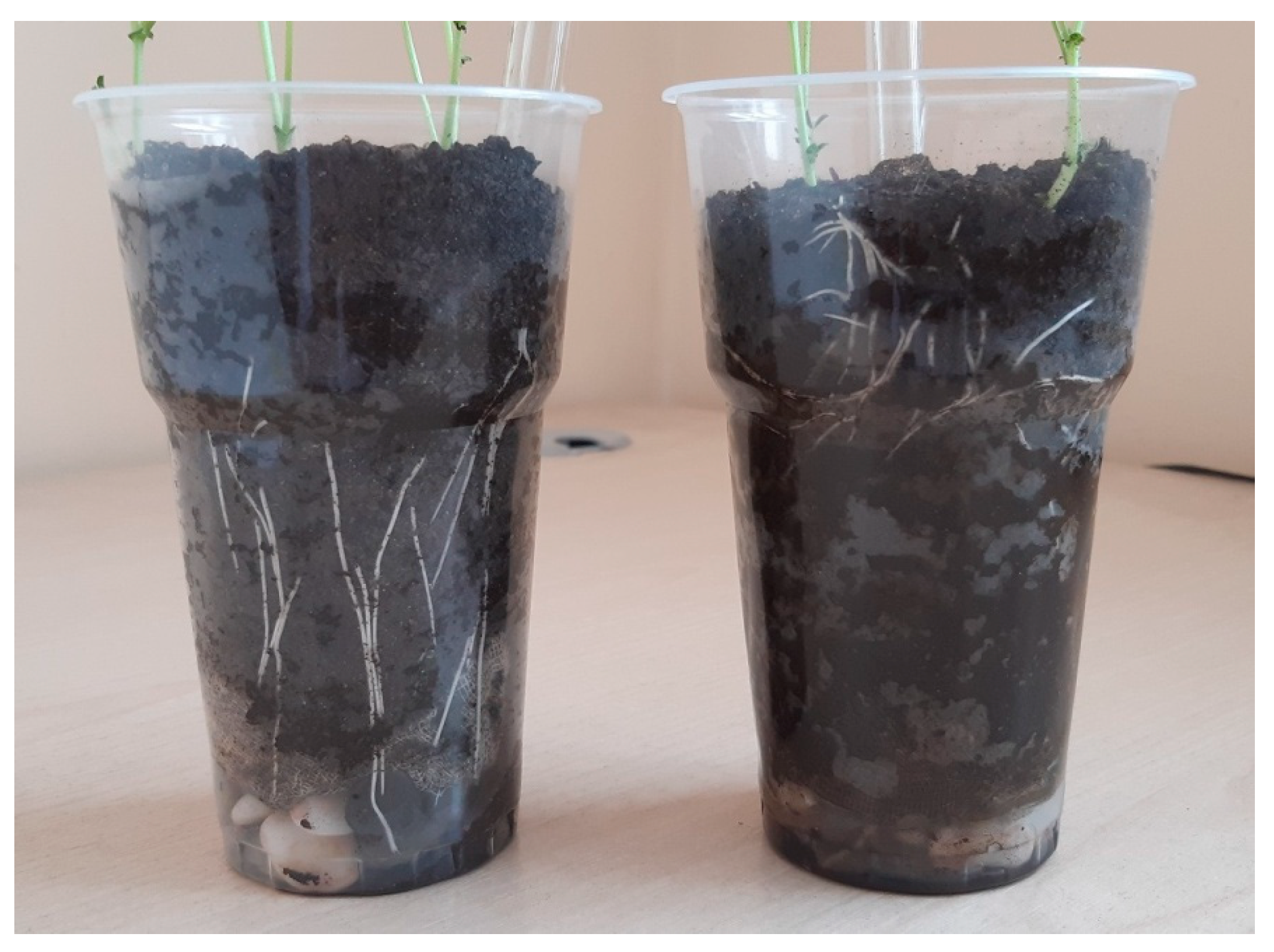 Plants 11 03396 g004 Plants 11 03396 g004