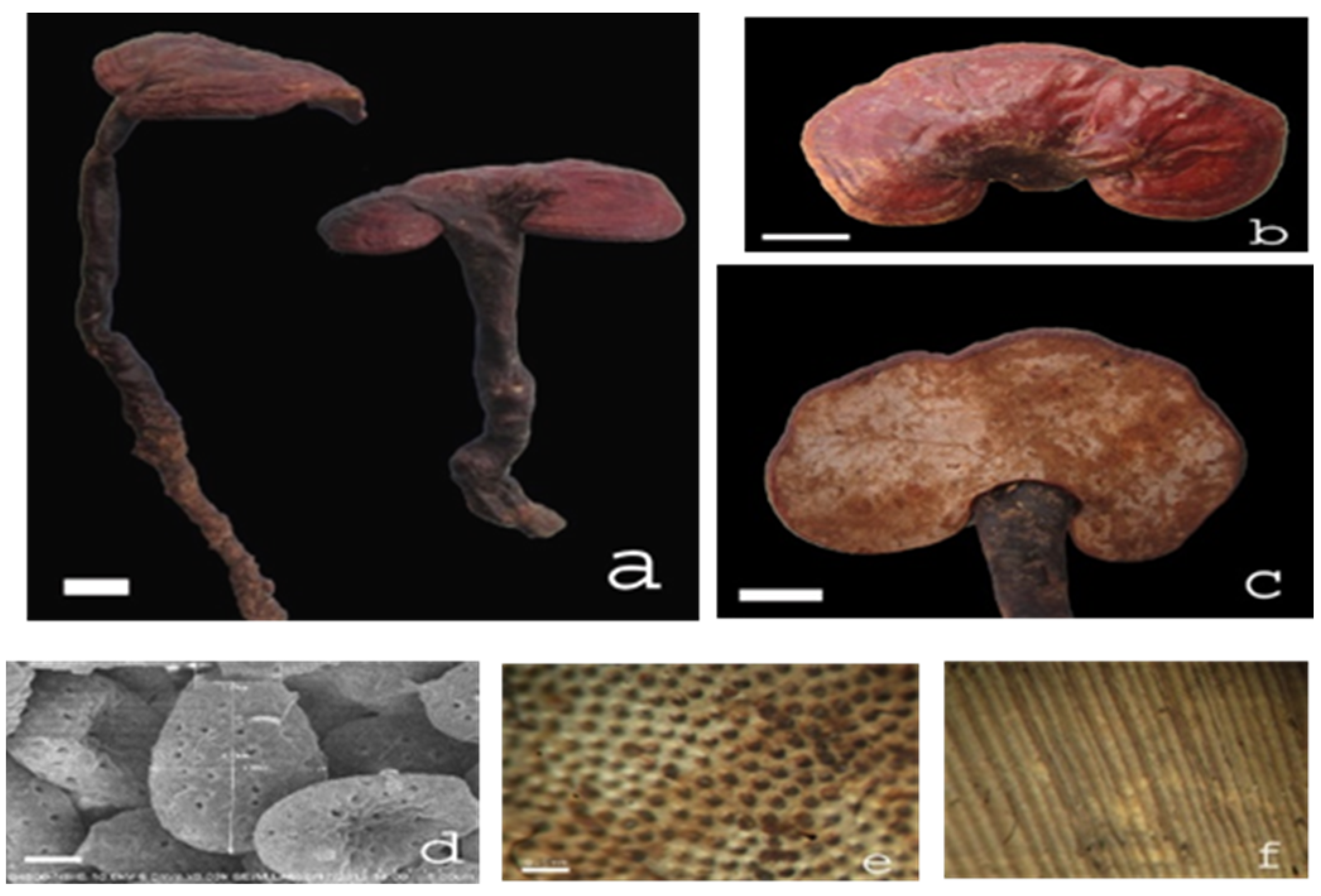 Plants 11 03397 g005