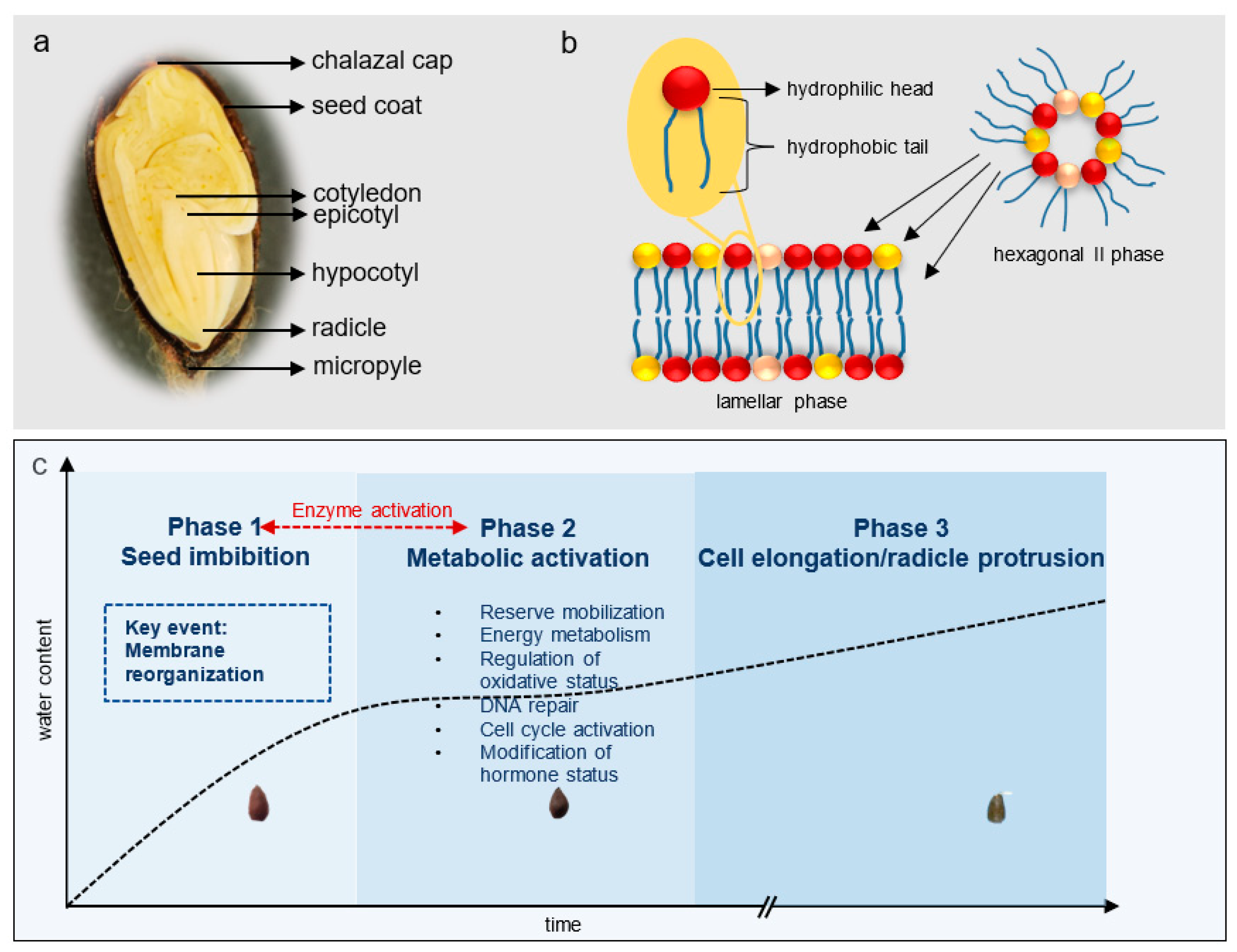 Plants Free FullText Cell Membrane Features as Potential Breeding