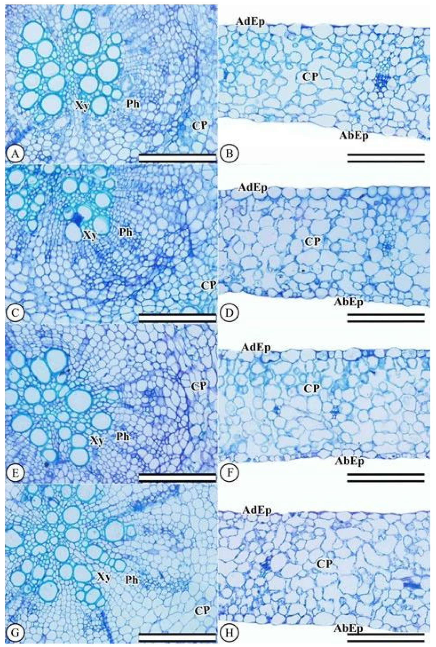 Plants 11 03406 g002 Plants 11 03406 g002