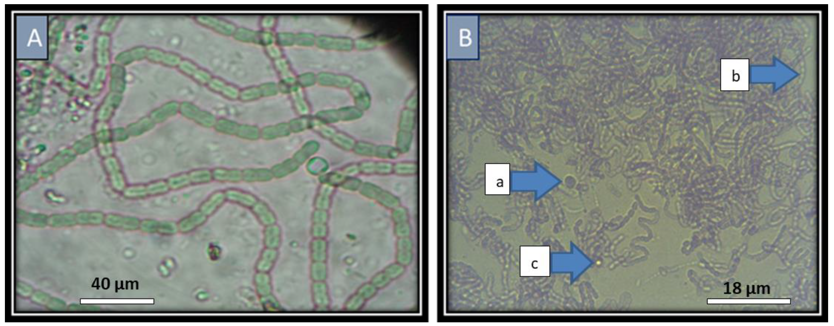 Plants 11 03411 g001