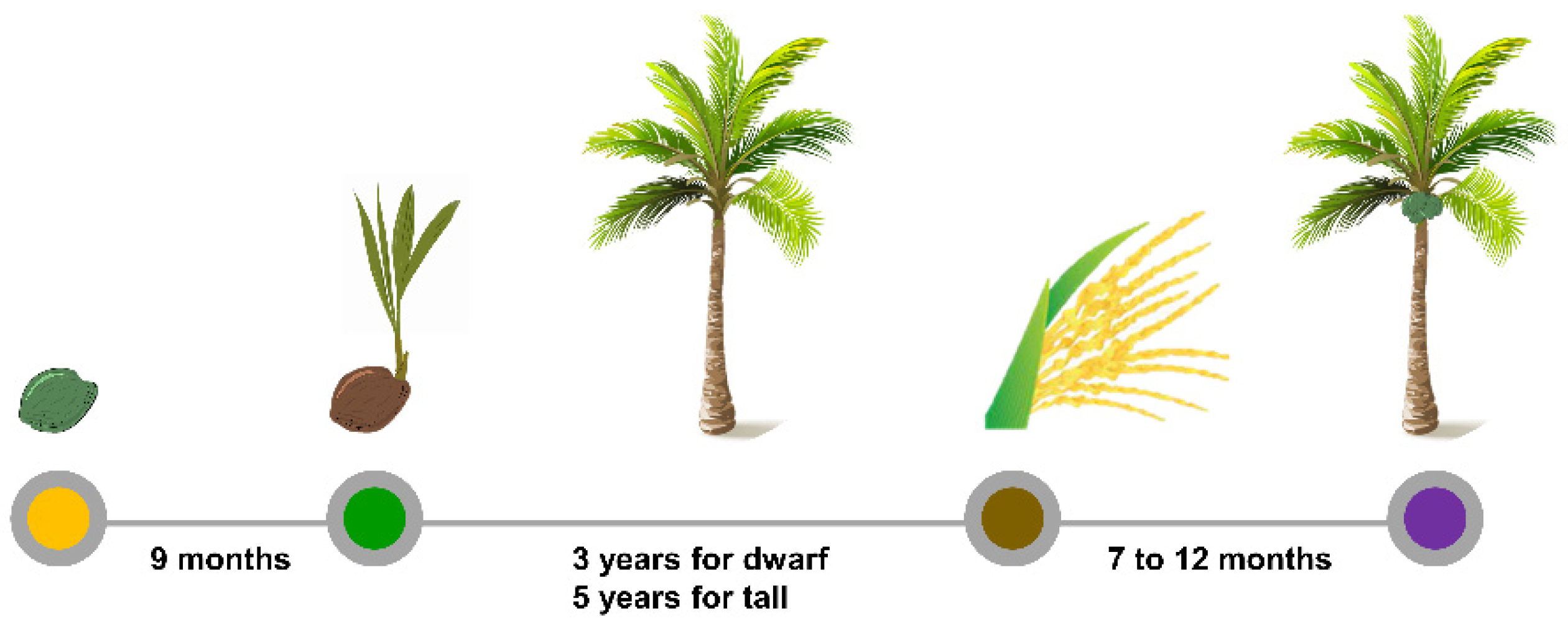 plants-free-full-text-improving-coconut-using-modern-breeding