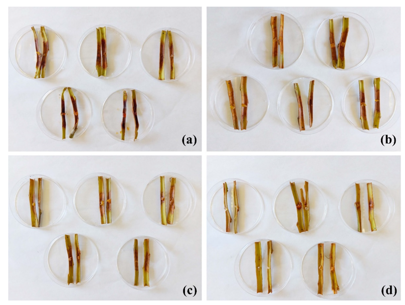 Plants 11 03415 g003