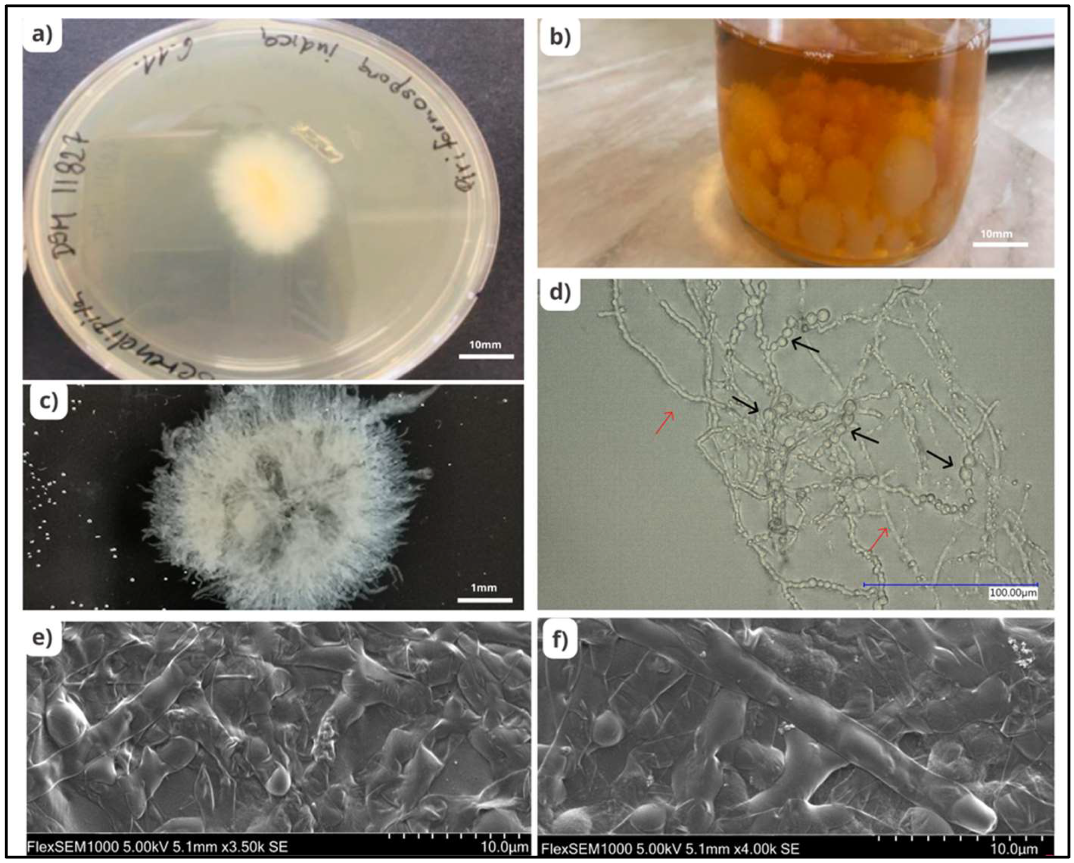 Plants 11 03417 g001 Plants 11 03417 g001