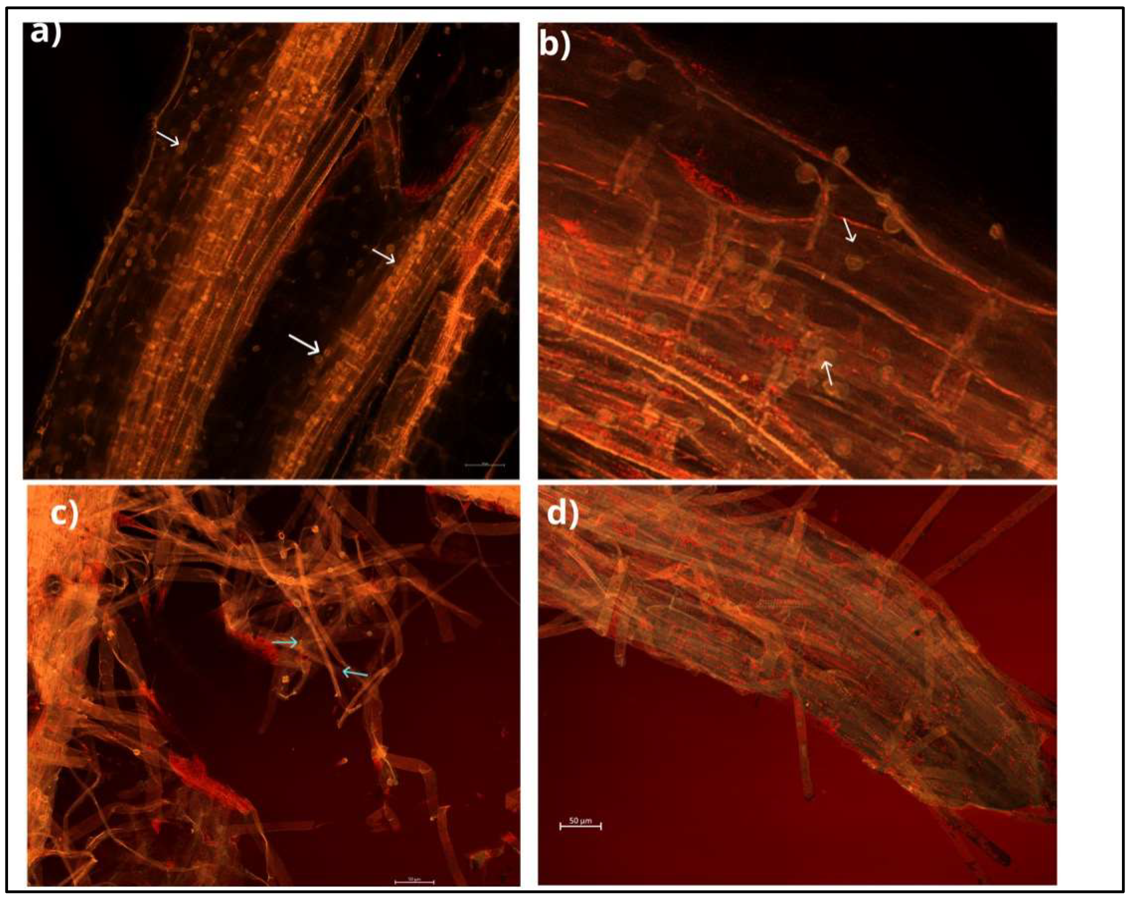 Plants 11 03417 g002 Plants 11 03417 g002