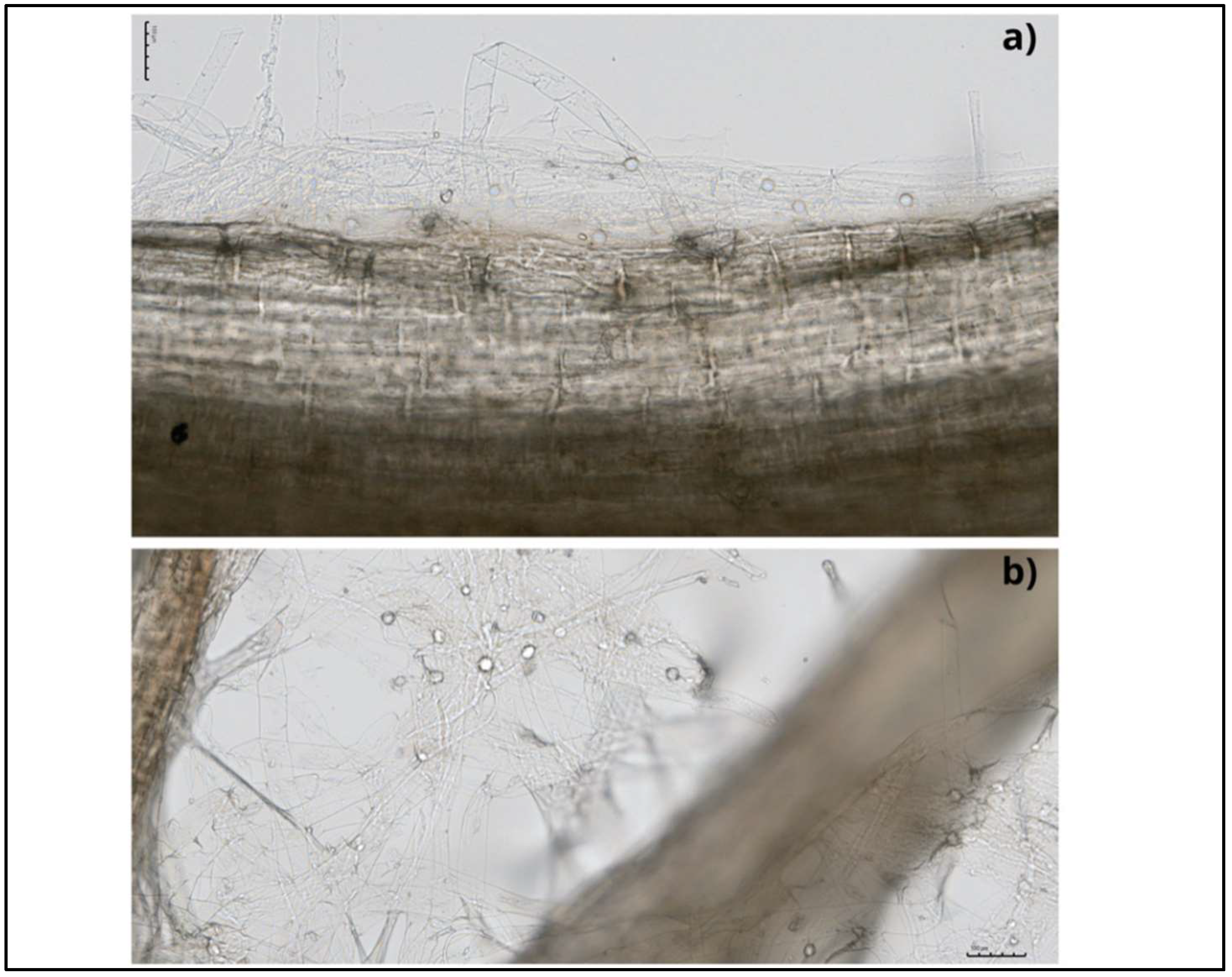 Plants 11 03417 g003 Plants 11 03417 g003