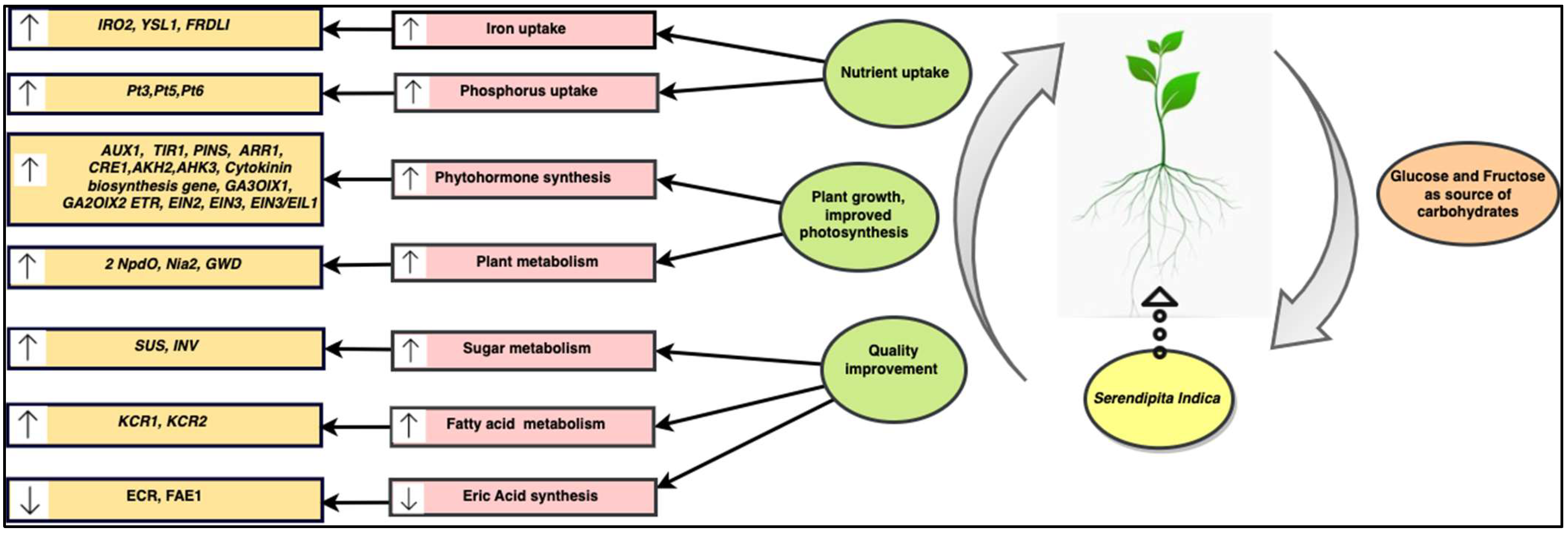 Plants 11 03417 g005 Plants 11 03417 g005