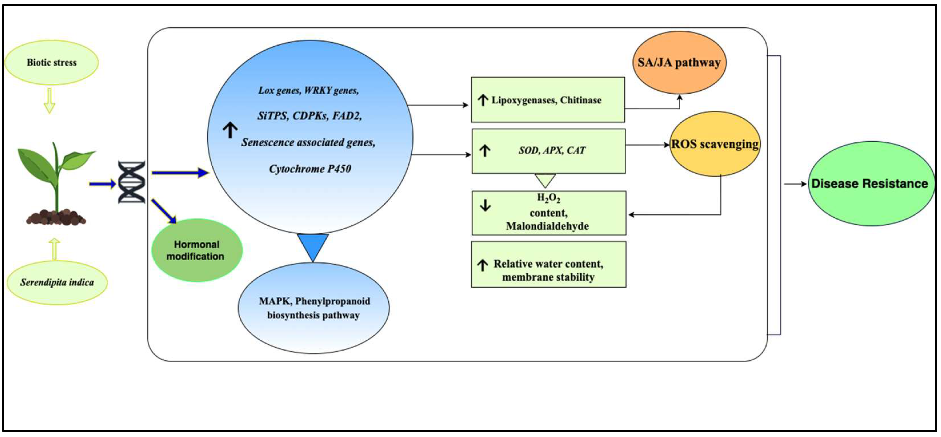 Plants 11 03417 g006 Plants 11 03417 g006