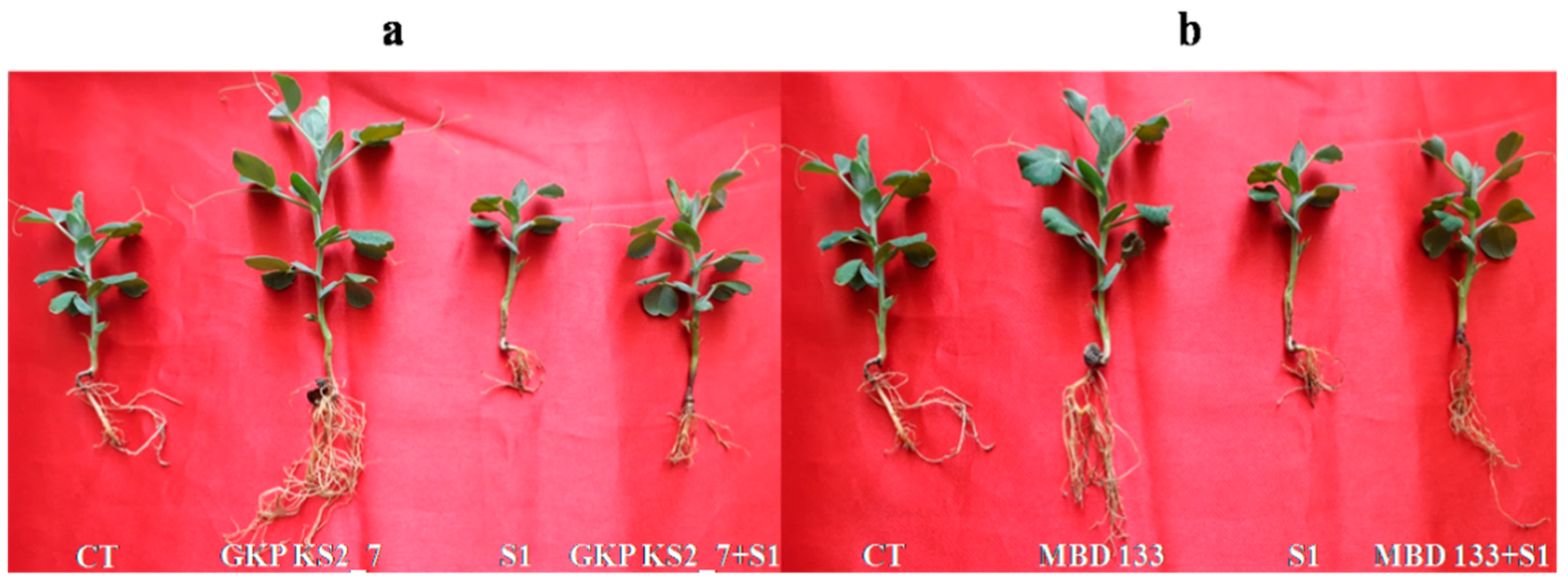 Plants 11 03419 g003 Plants 11 03419 g003