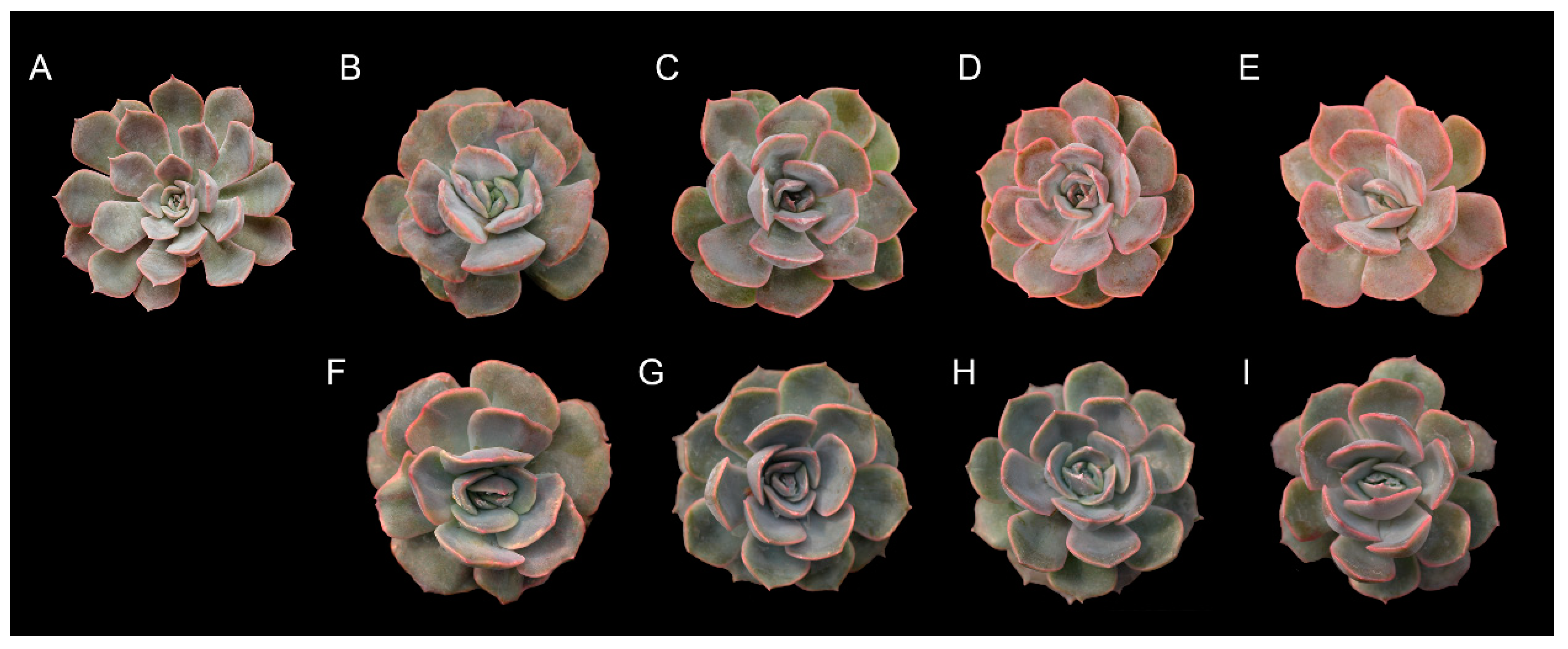 Plants 11 03420 g001