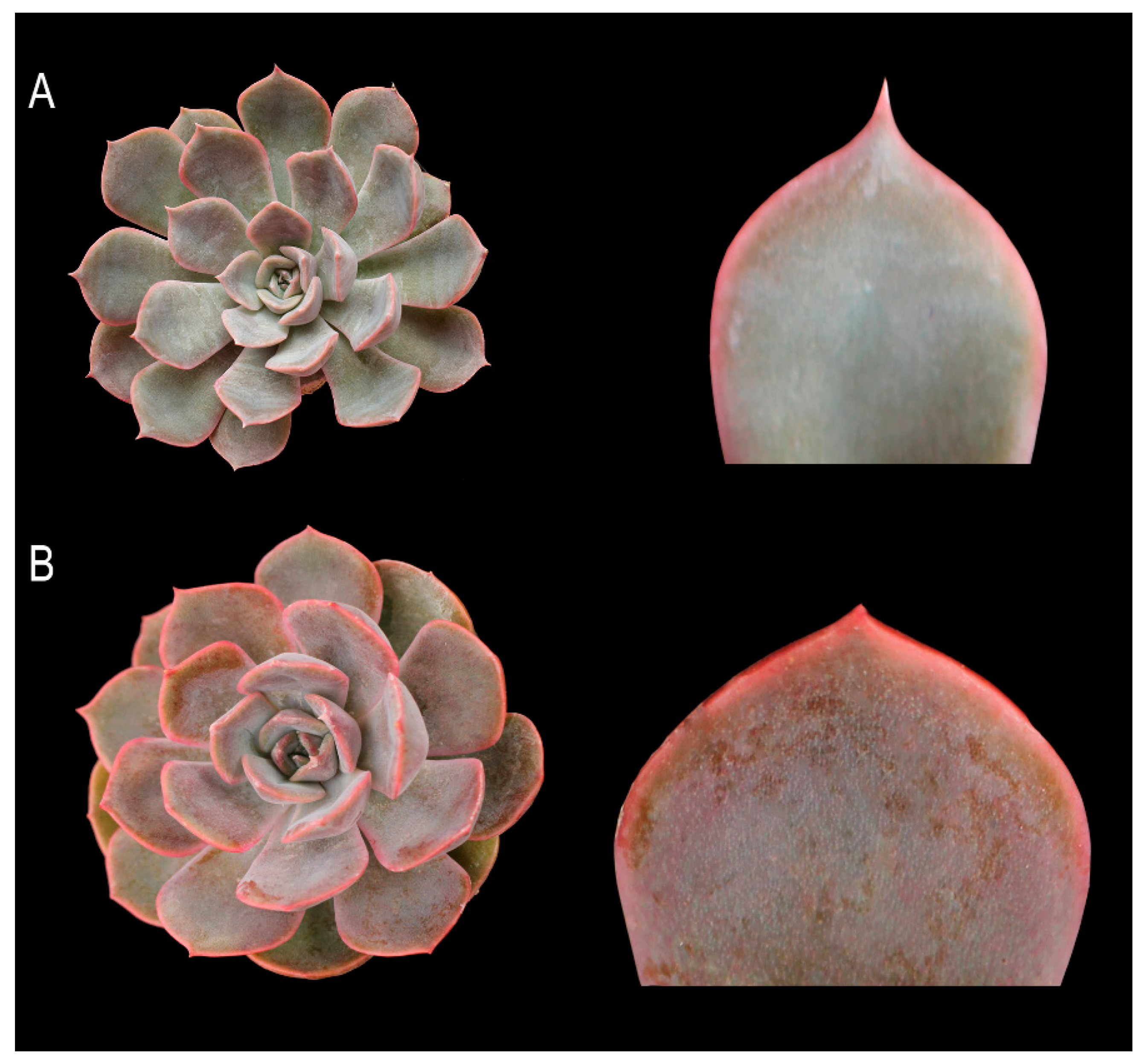 Plants 11 03420 g002