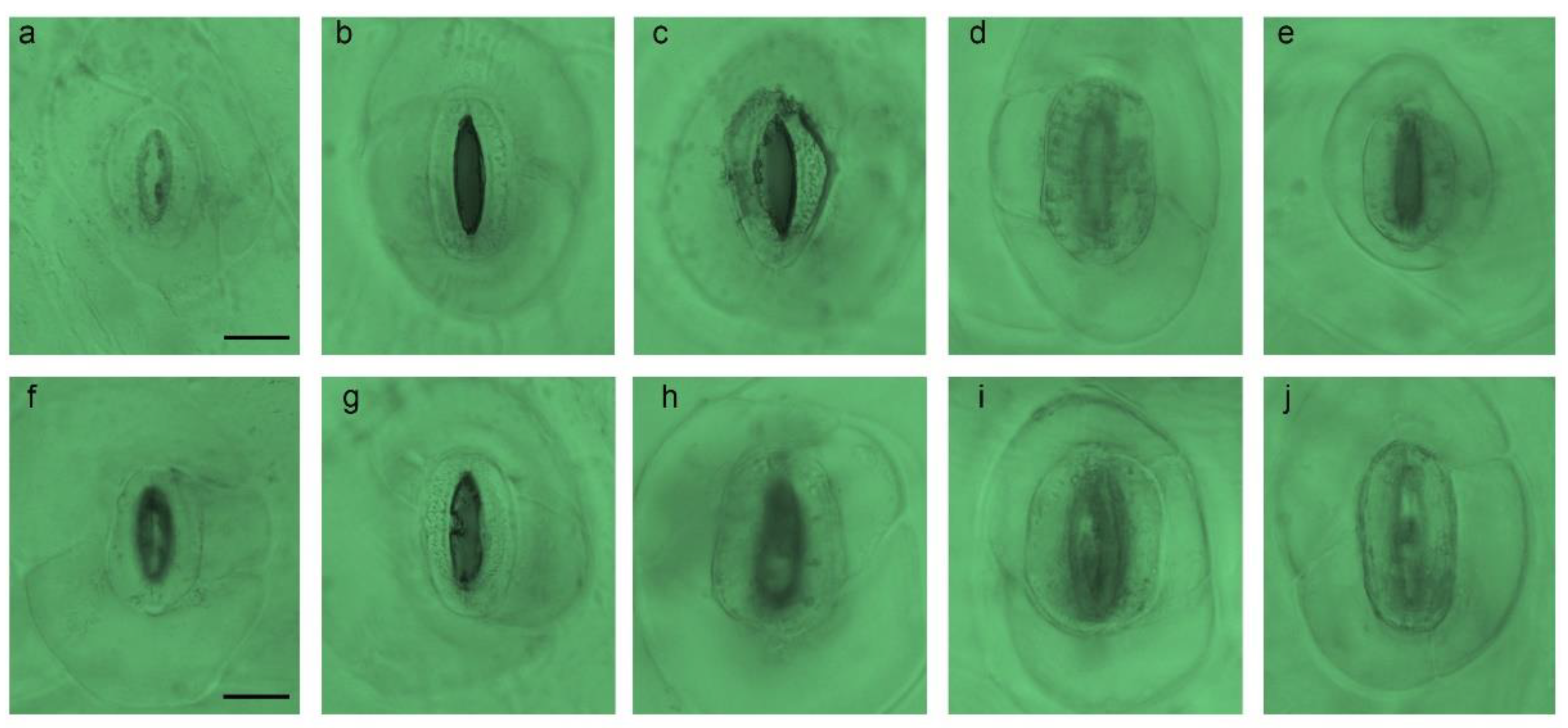 Plants 11 03420 g003