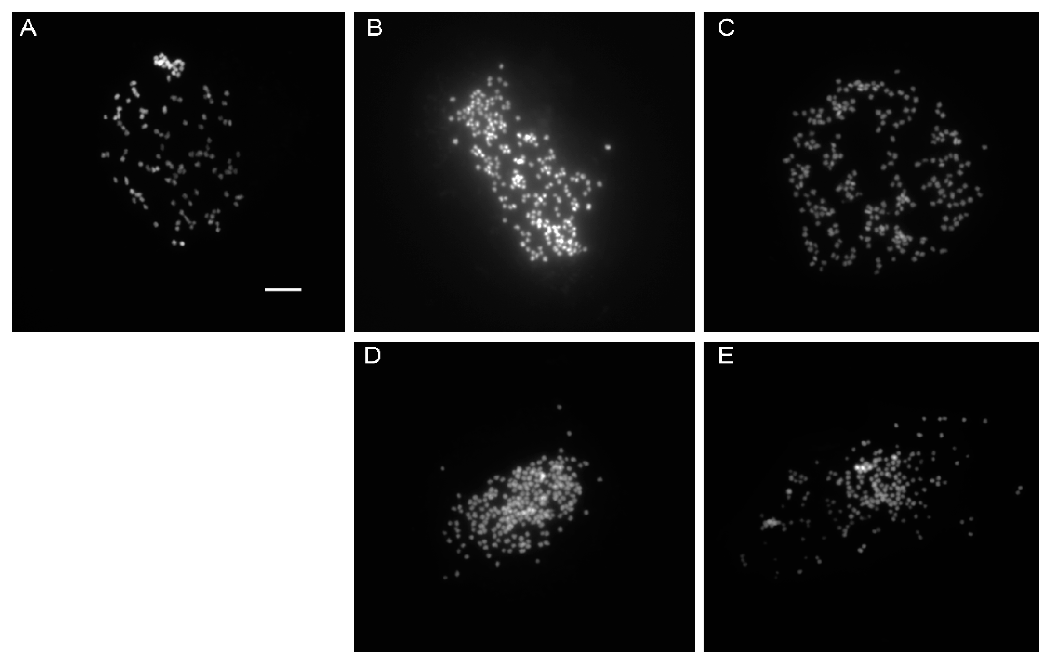 Plants 11 03420 g004
