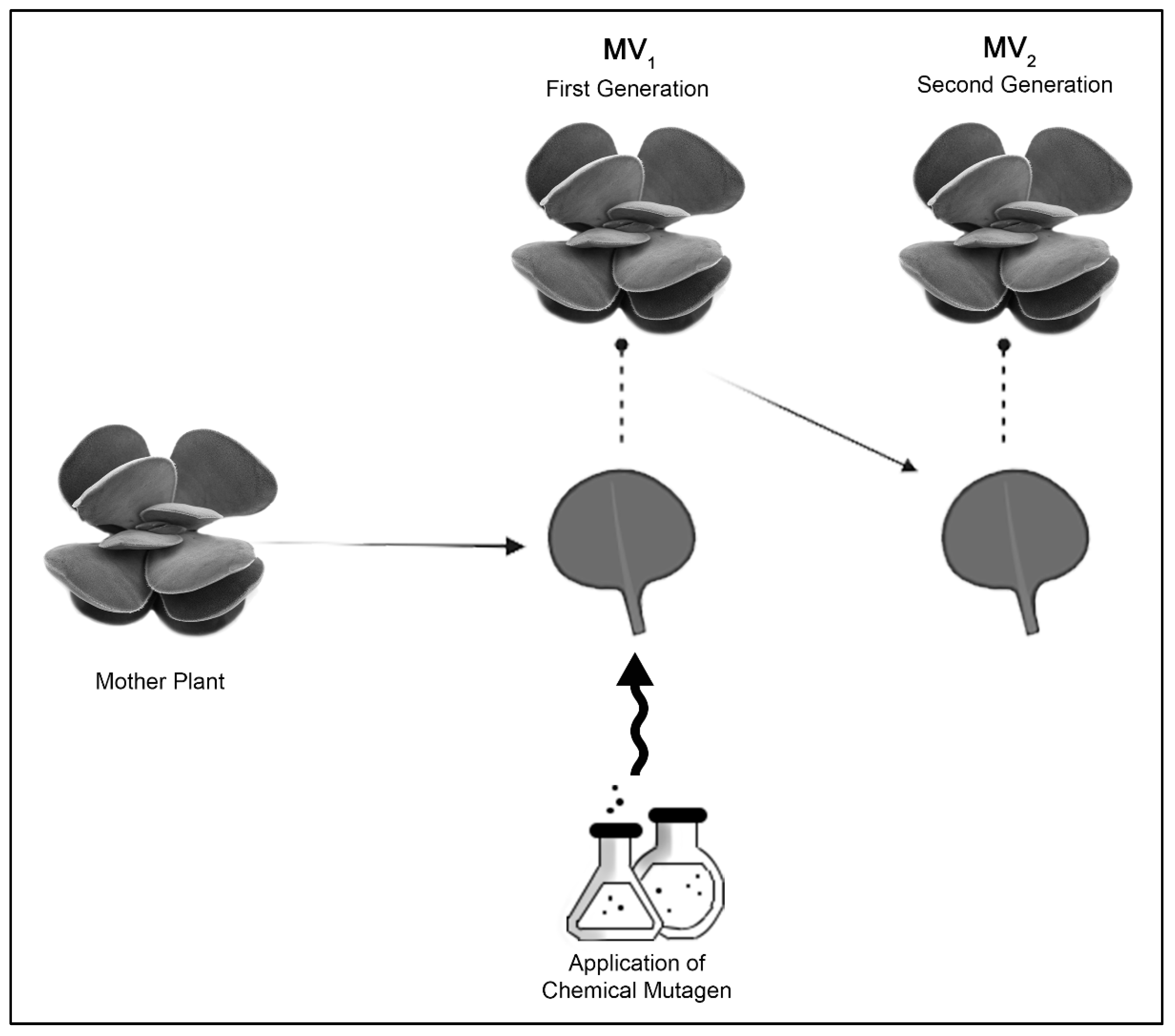 Plants 11 03420 g006
