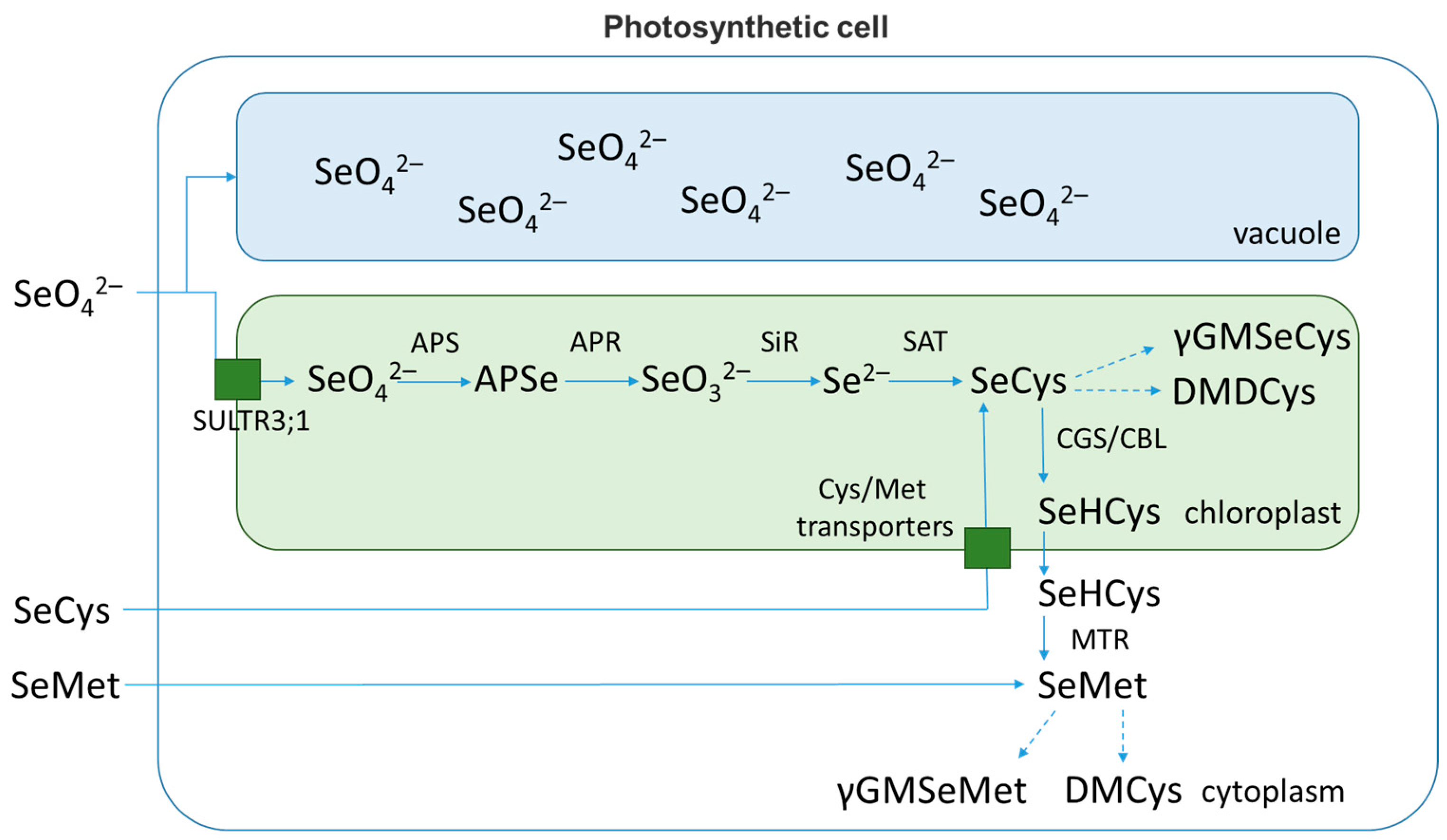 Plants 11 03432 g002 Plants 11 03432 g002