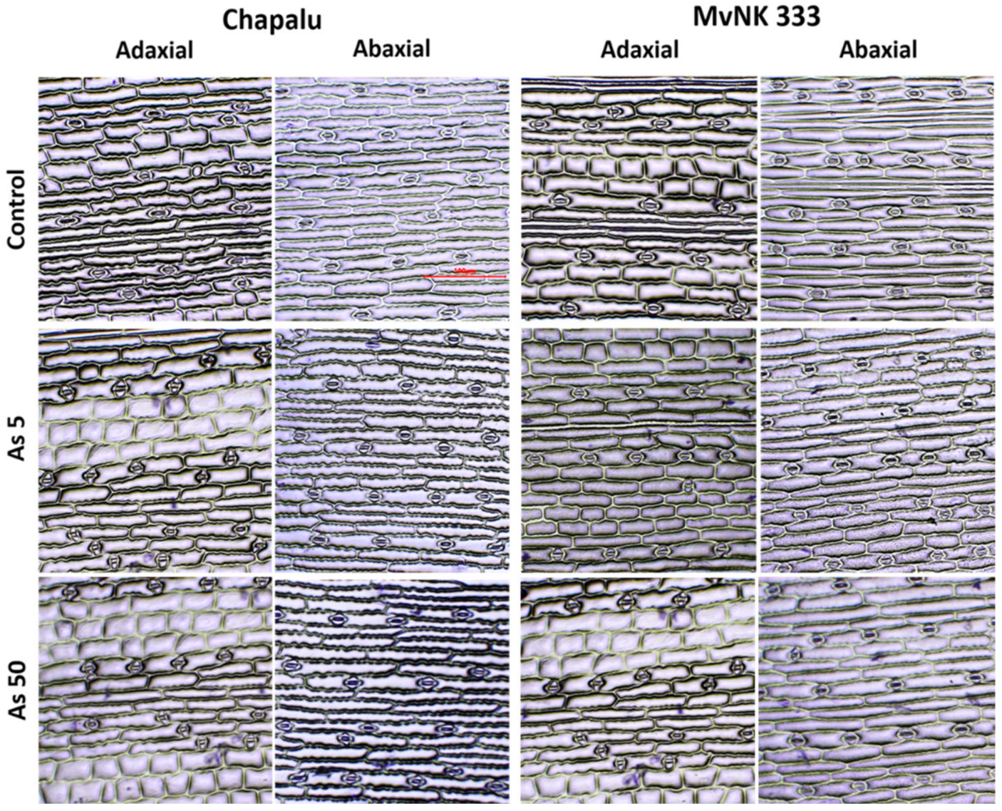 Plants 11 03433 g005