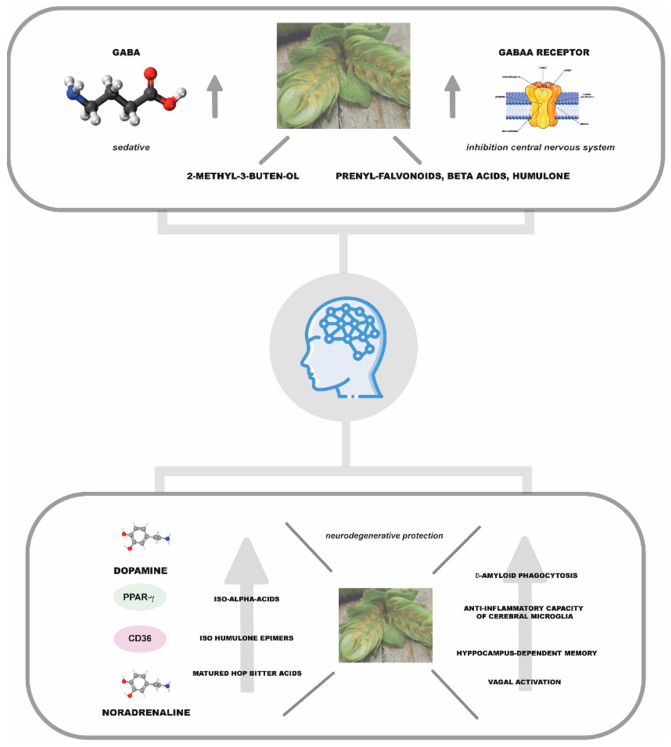 Plants 11 03434 g004 Plants 11 03434 g004
