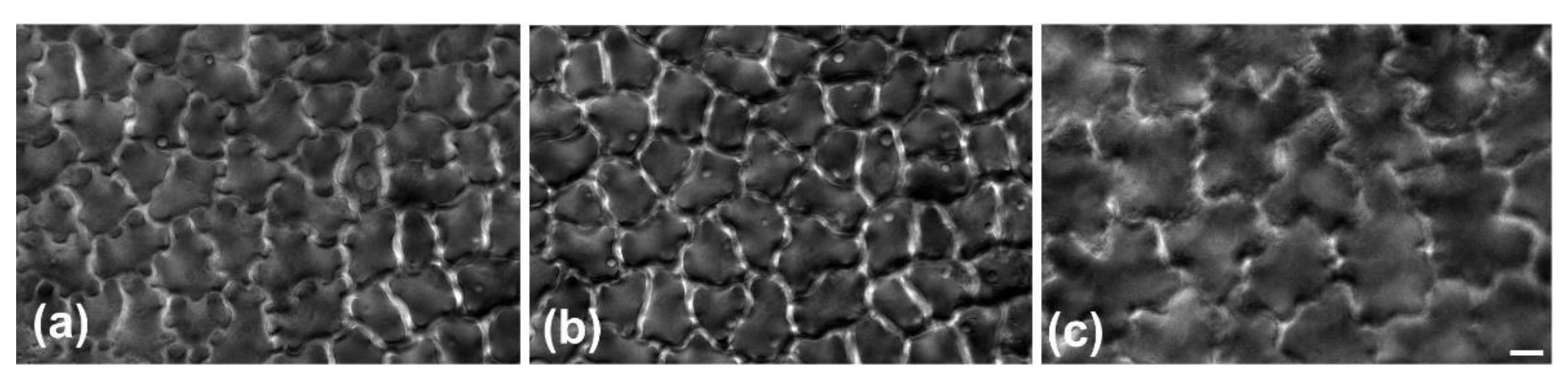 Plants 11 03437 g002