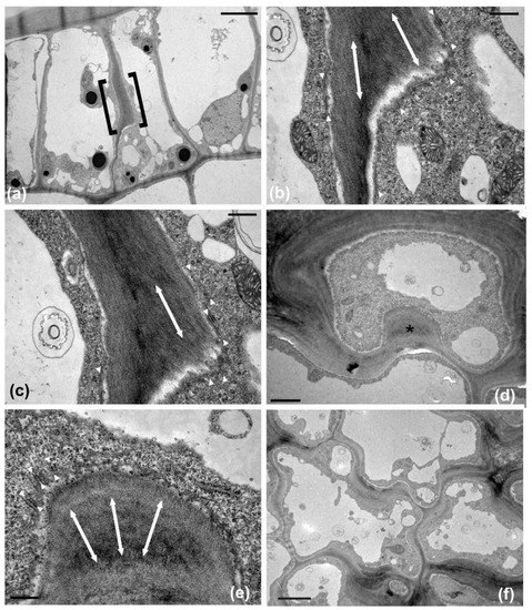 Double Puzzle: Morphogenesis of the Bi-Layered Leaf Adaxial Epidermis ...