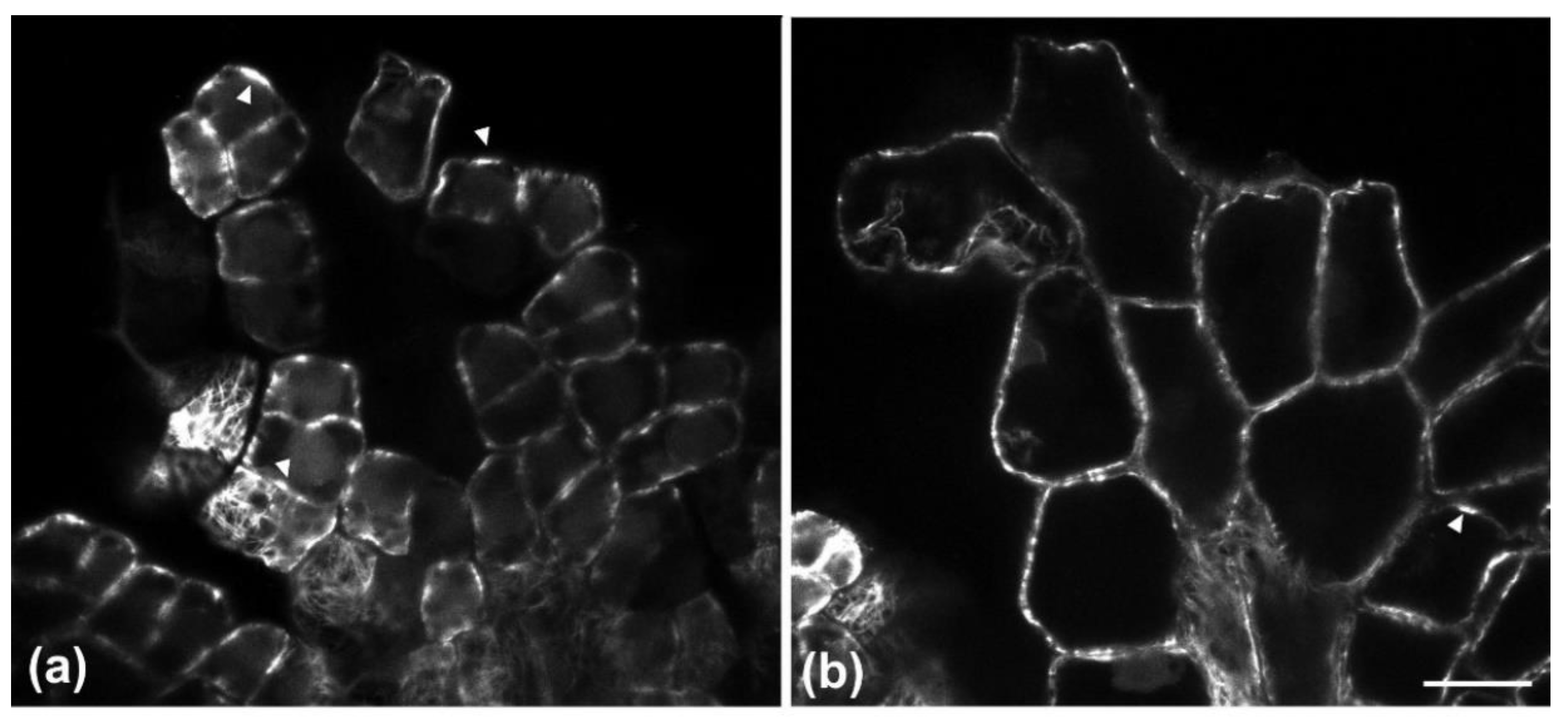 Plants 11 03437 g006