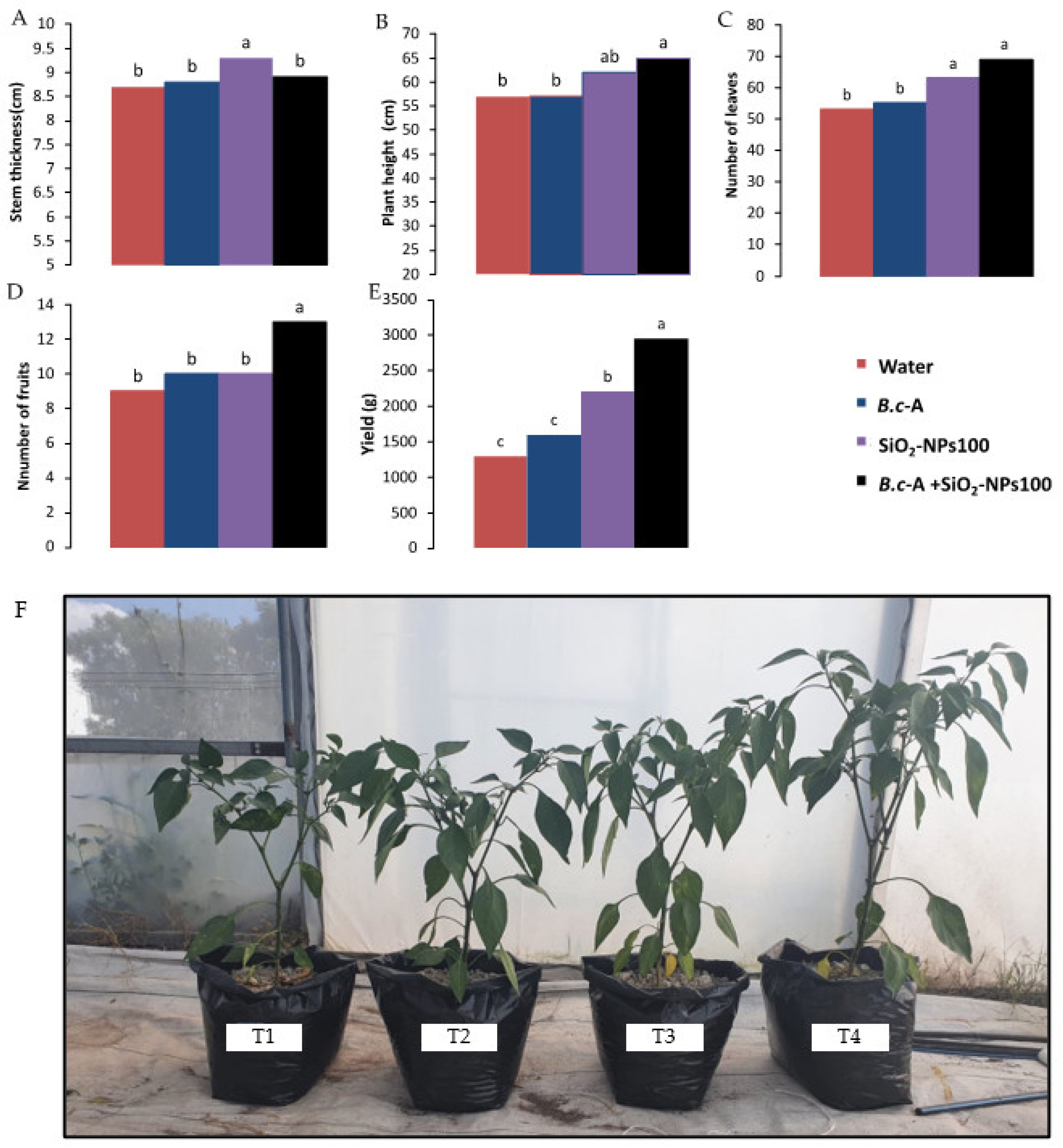 Plants 11 03445 g005