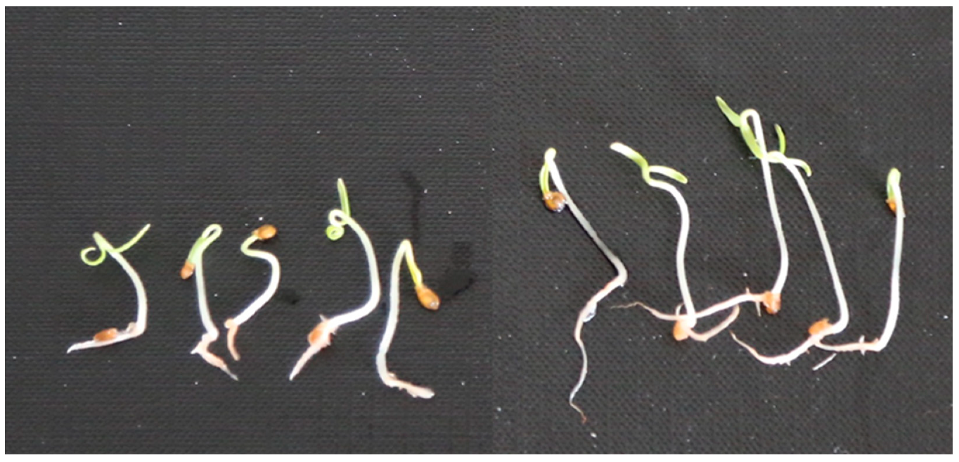 Plants 11 03447 g005 Plants 11 03447 g005