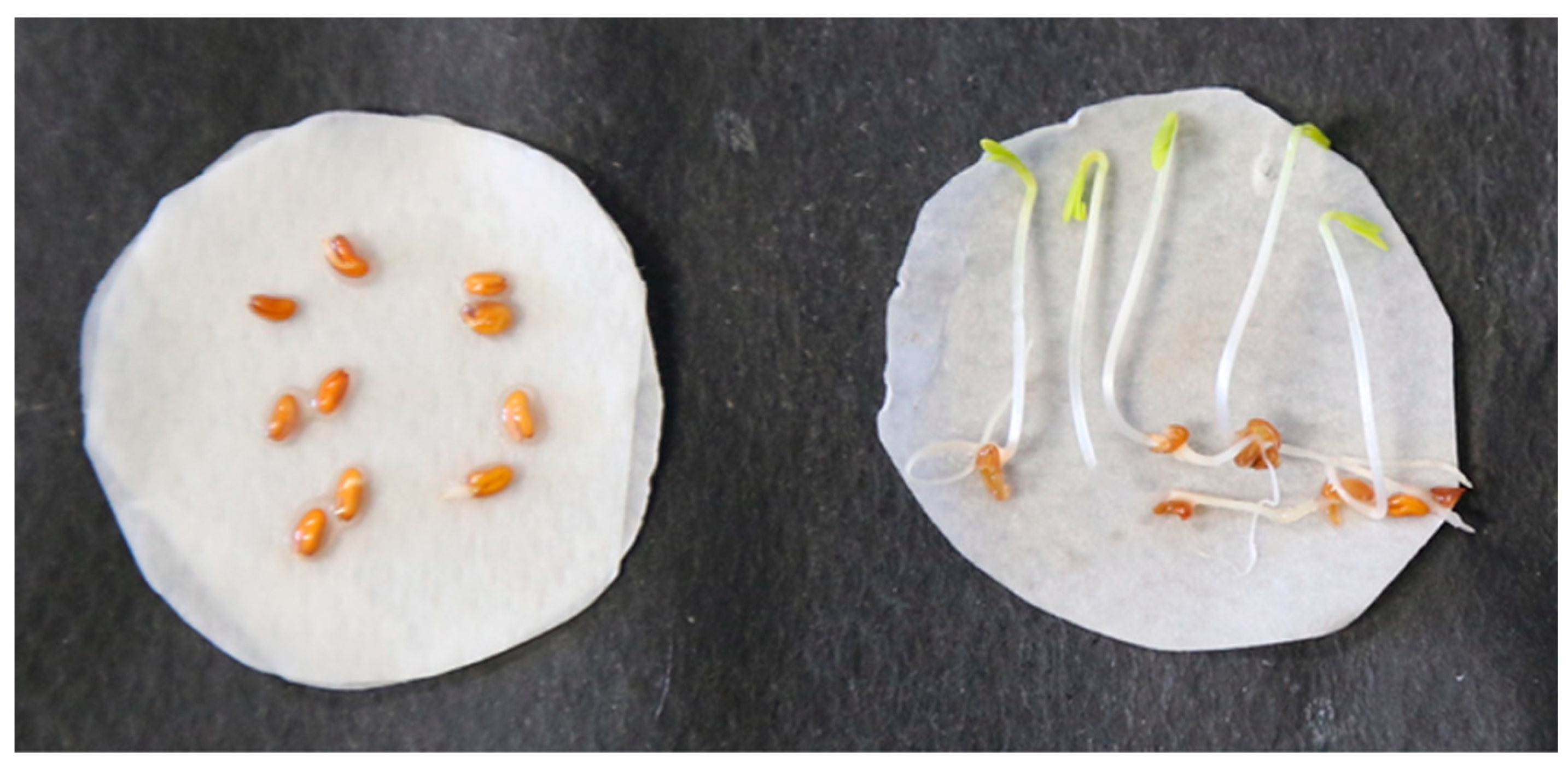 Plants 11 03447 g006 Plants 11 03447 g006