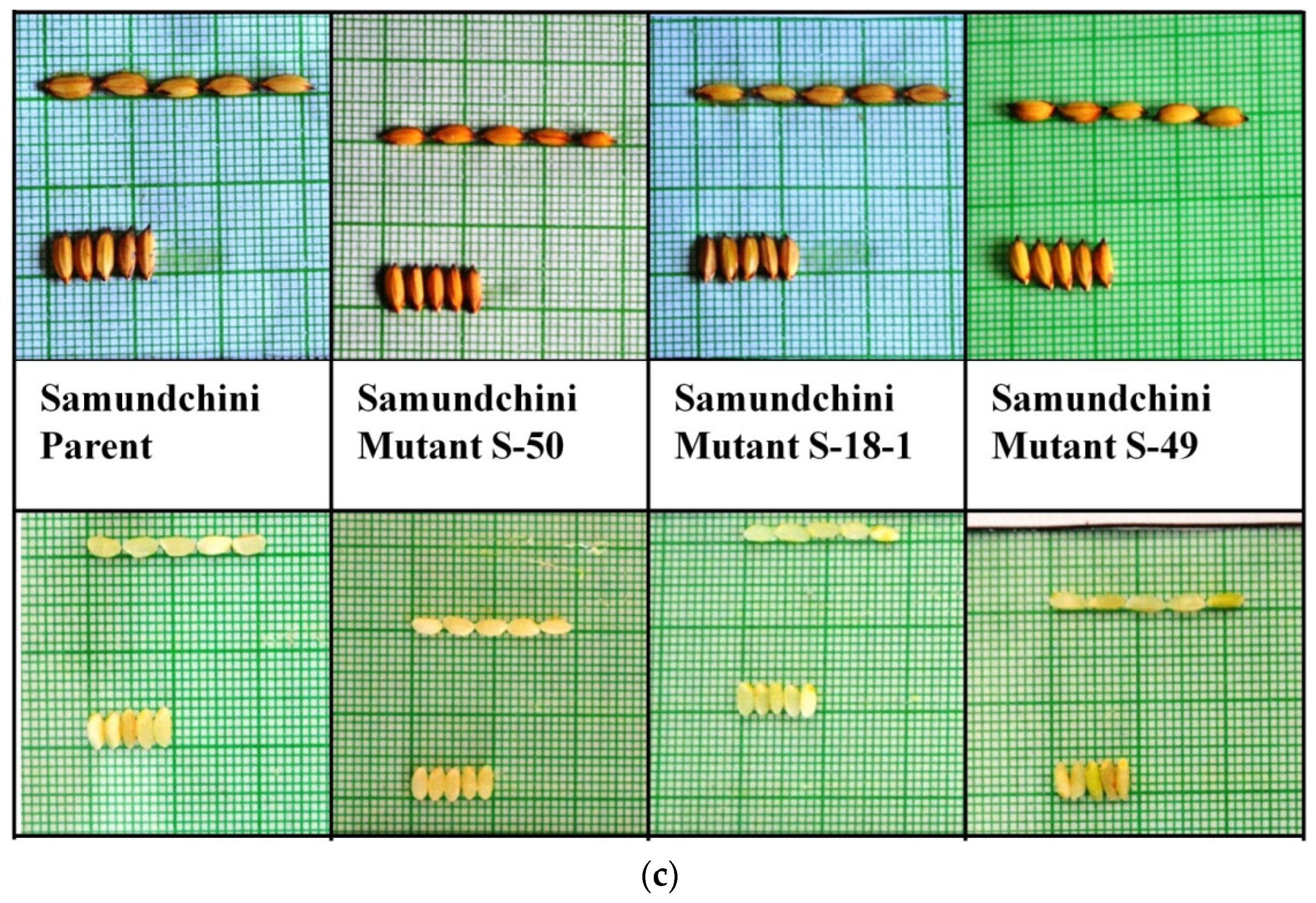 Plants 11 03448 g001b Plants 11 03448 g001b