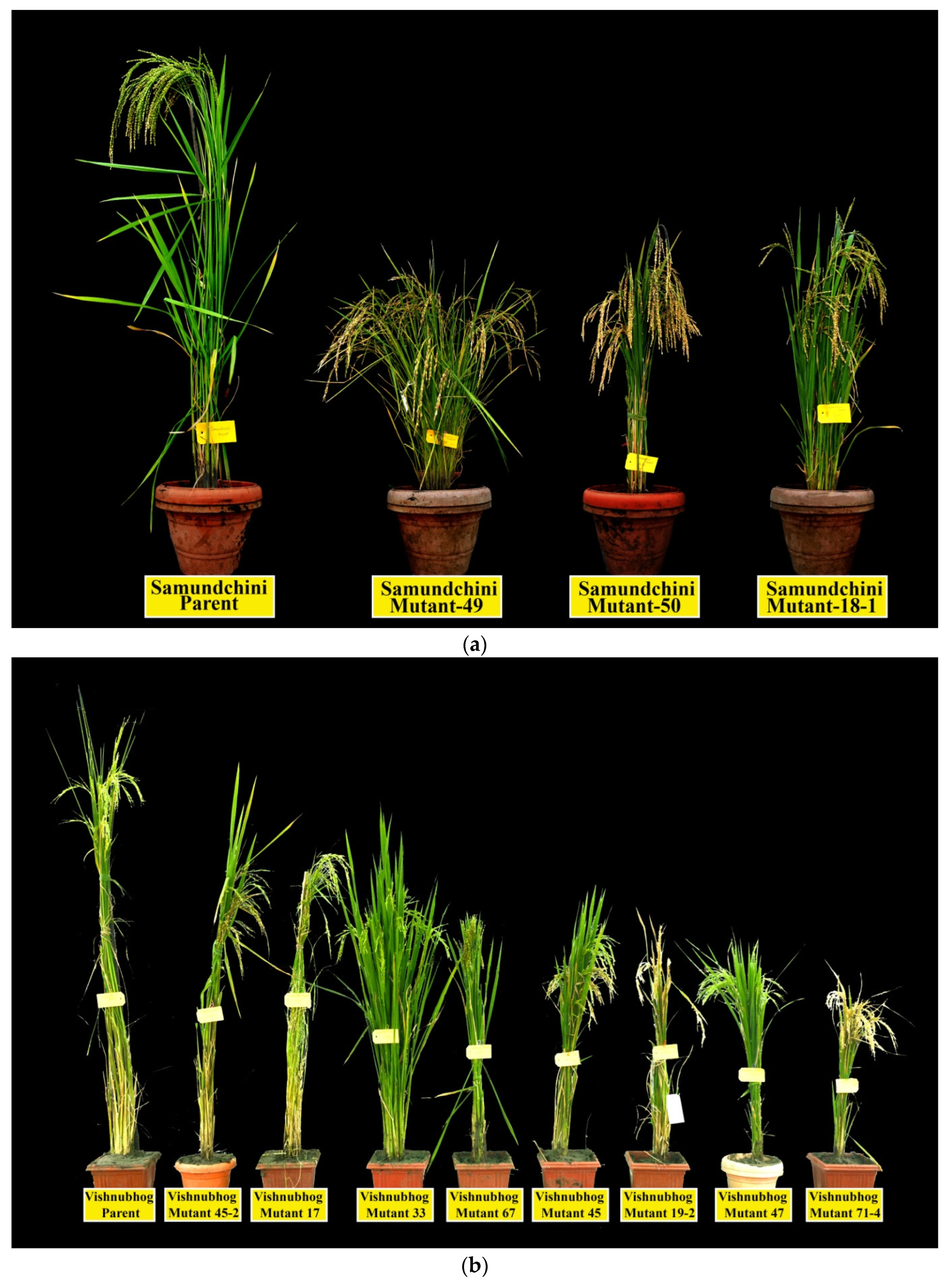 Plants 11 03448 g004a Plants 11 03448 g004a