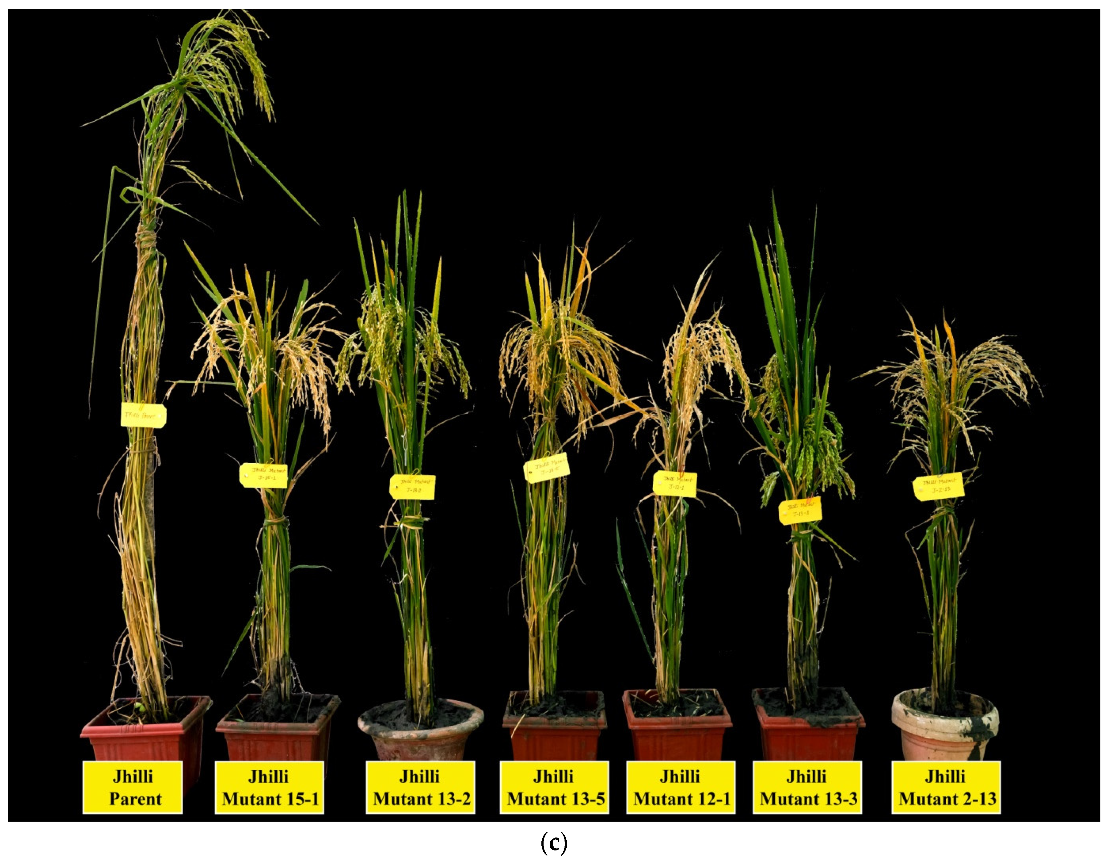 Plants 11 03448 g004b Plants 11 03448 g004b