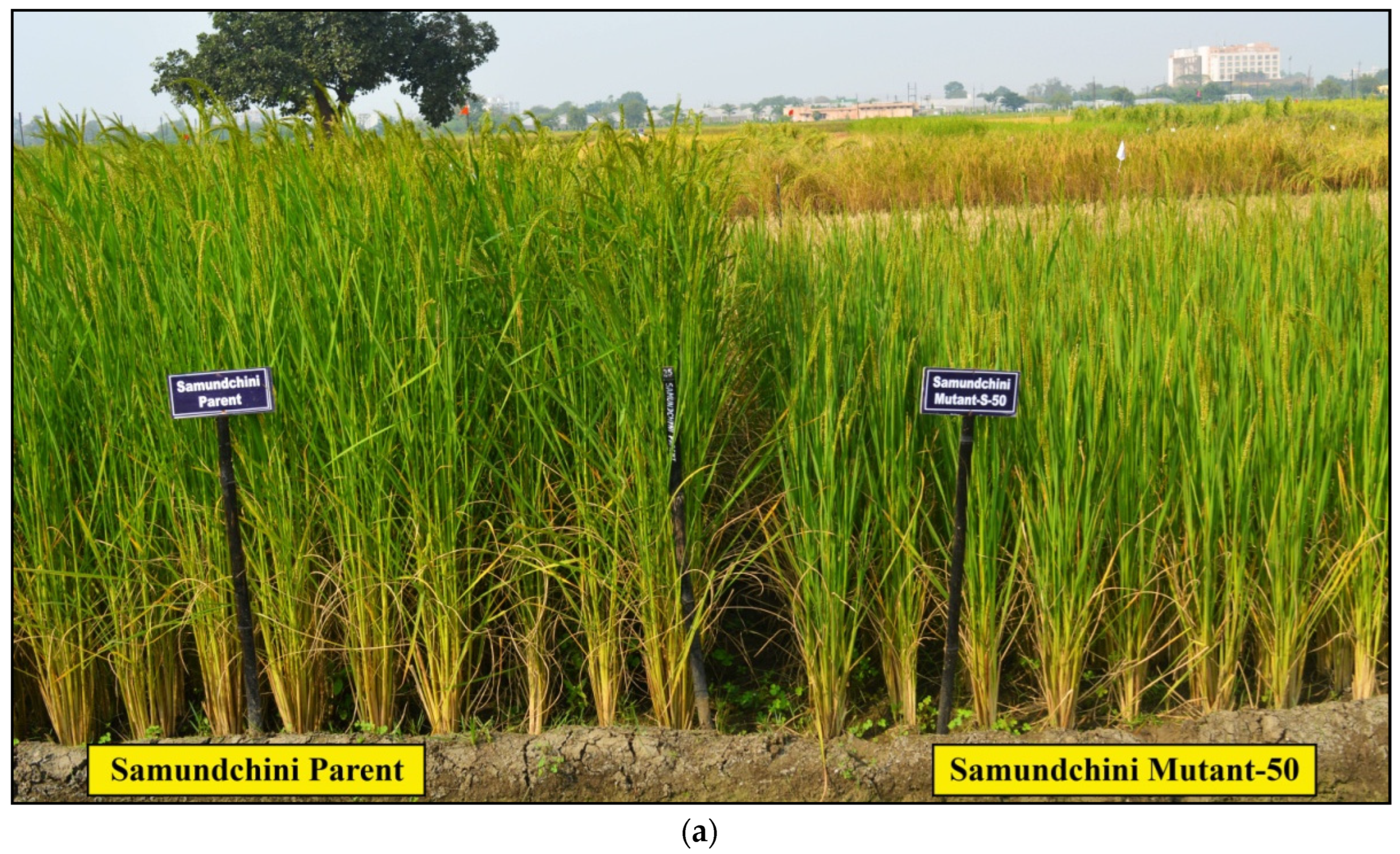 Plants 11 03448 g005a Plants 11 03448 g005a