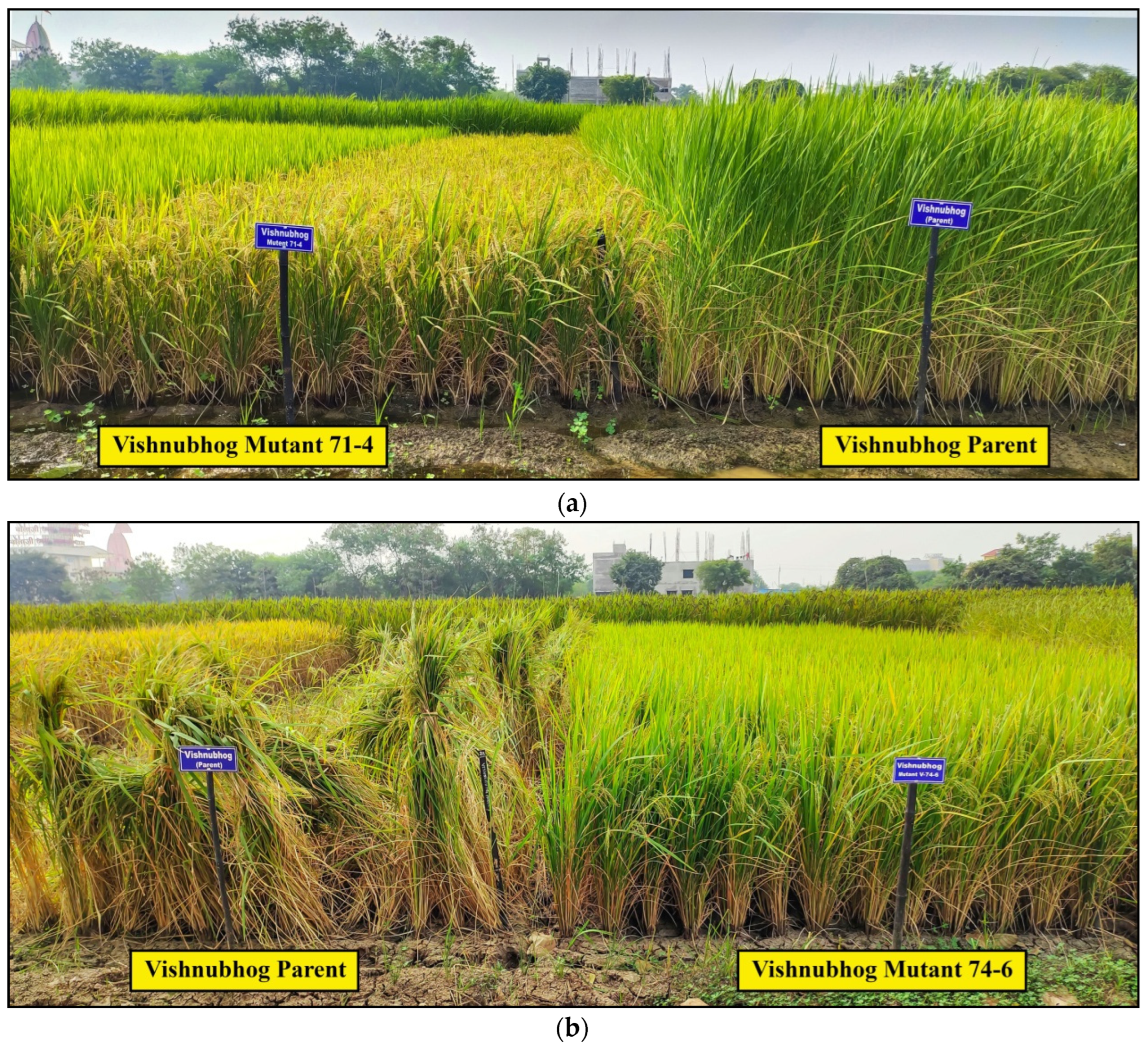 Plants 11 03448 g006a Plants 11 03448 g006a