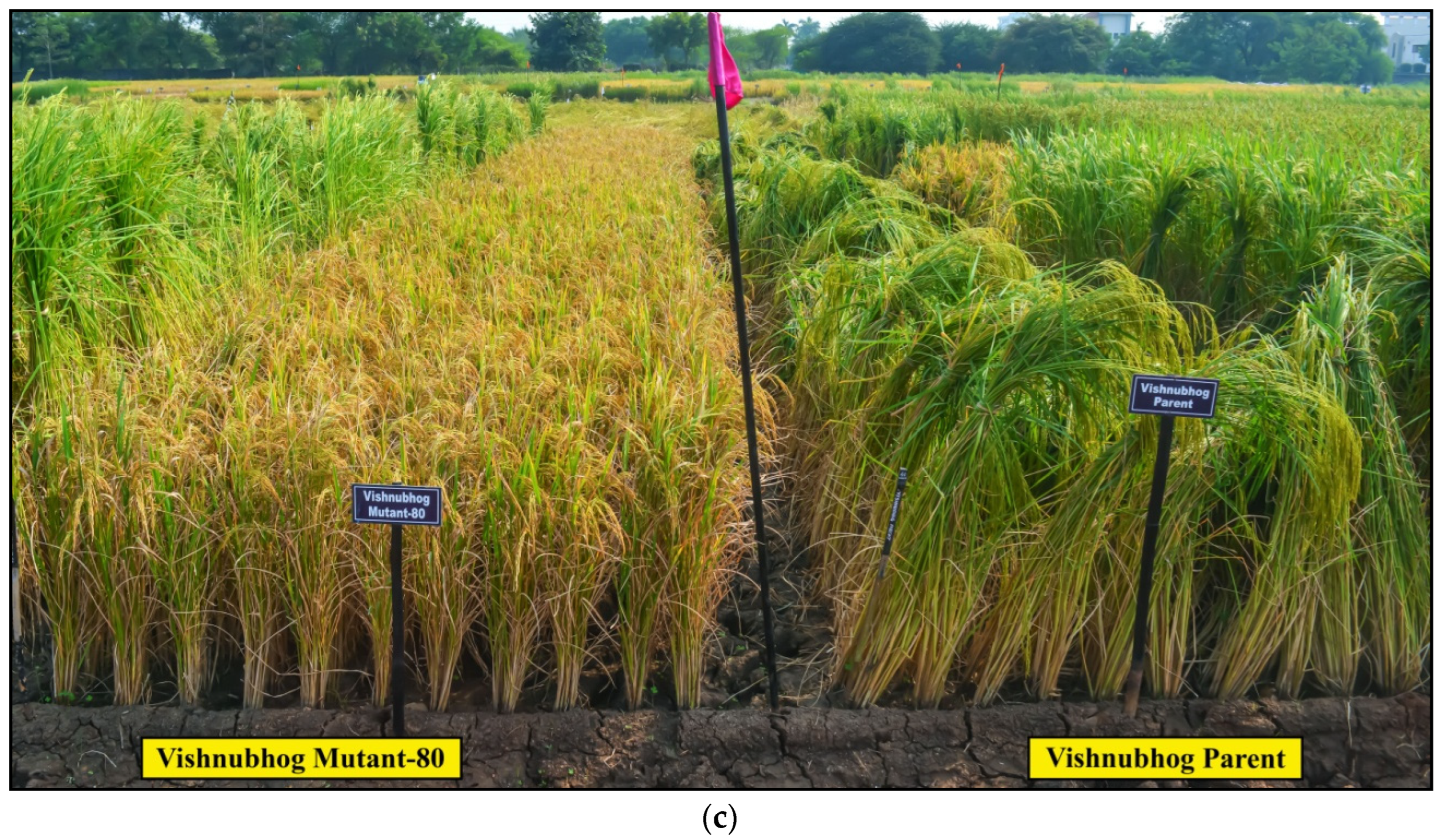 Plants 11 03448 g006b Plants 11 03448 g006b