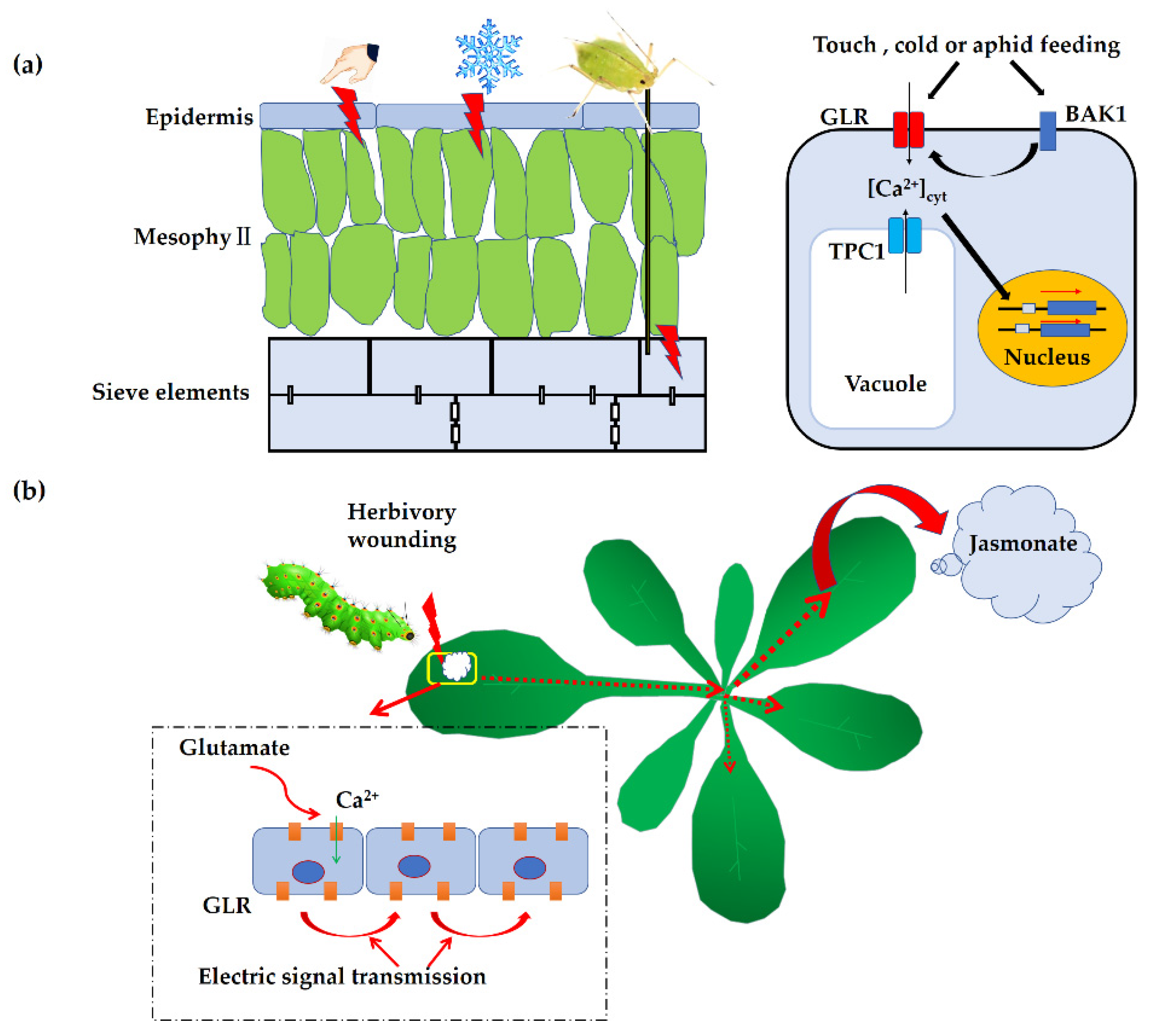 Plants Free FullText Roles of Glutamate ReceptorLike Channels