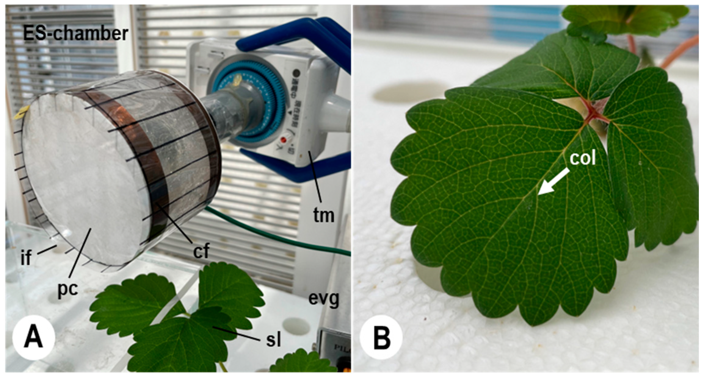 Plants 11 03453 g004