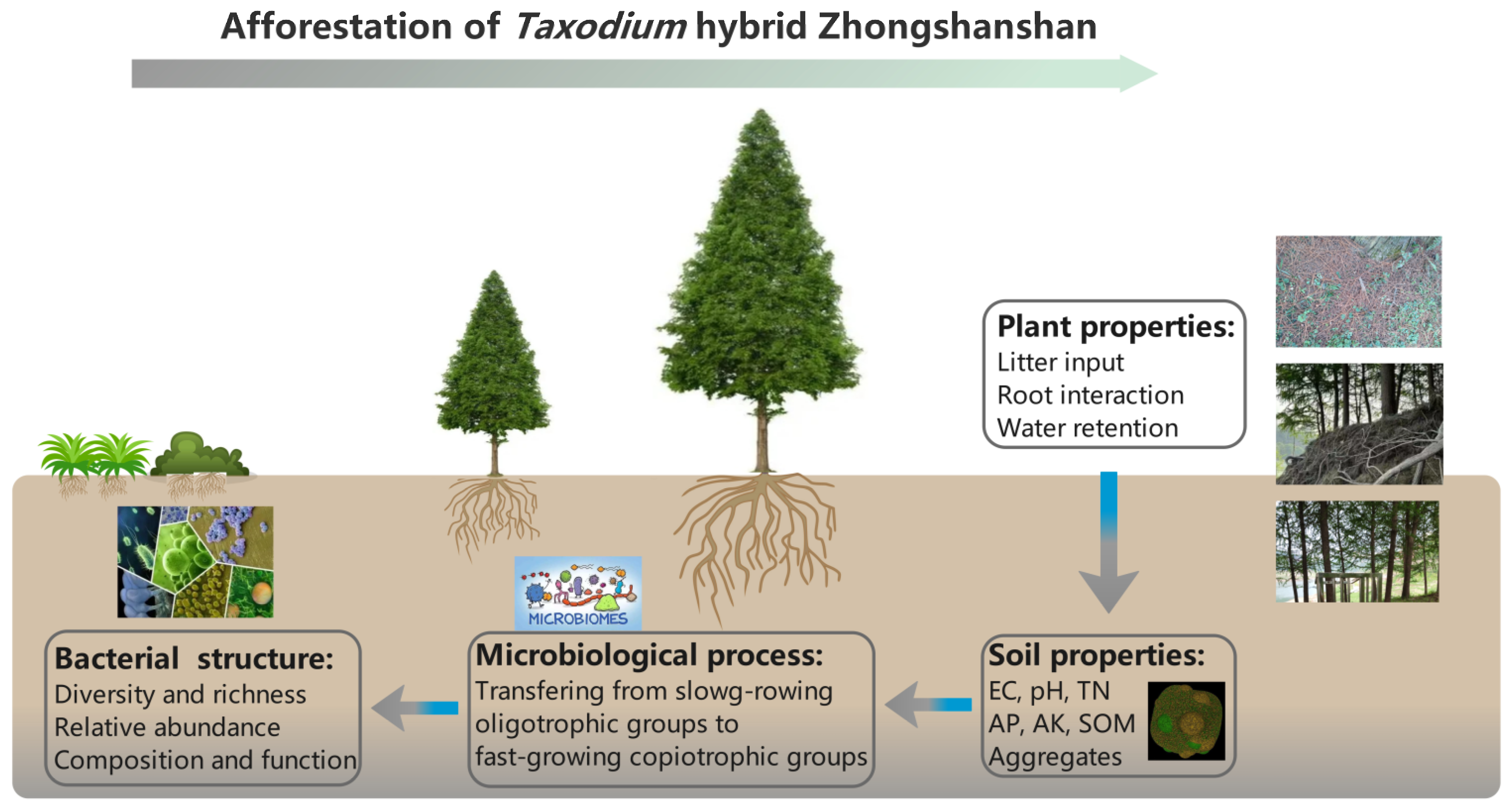 Plants 11 03456 g007 Plants 11 03456 g007
