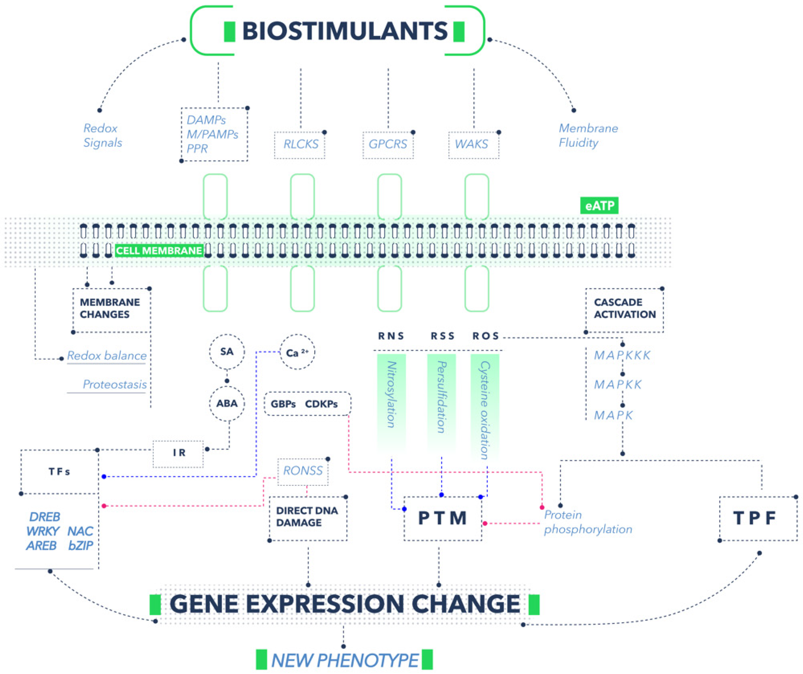 Plants 11 03463 g002 Plants 11 03463 g002