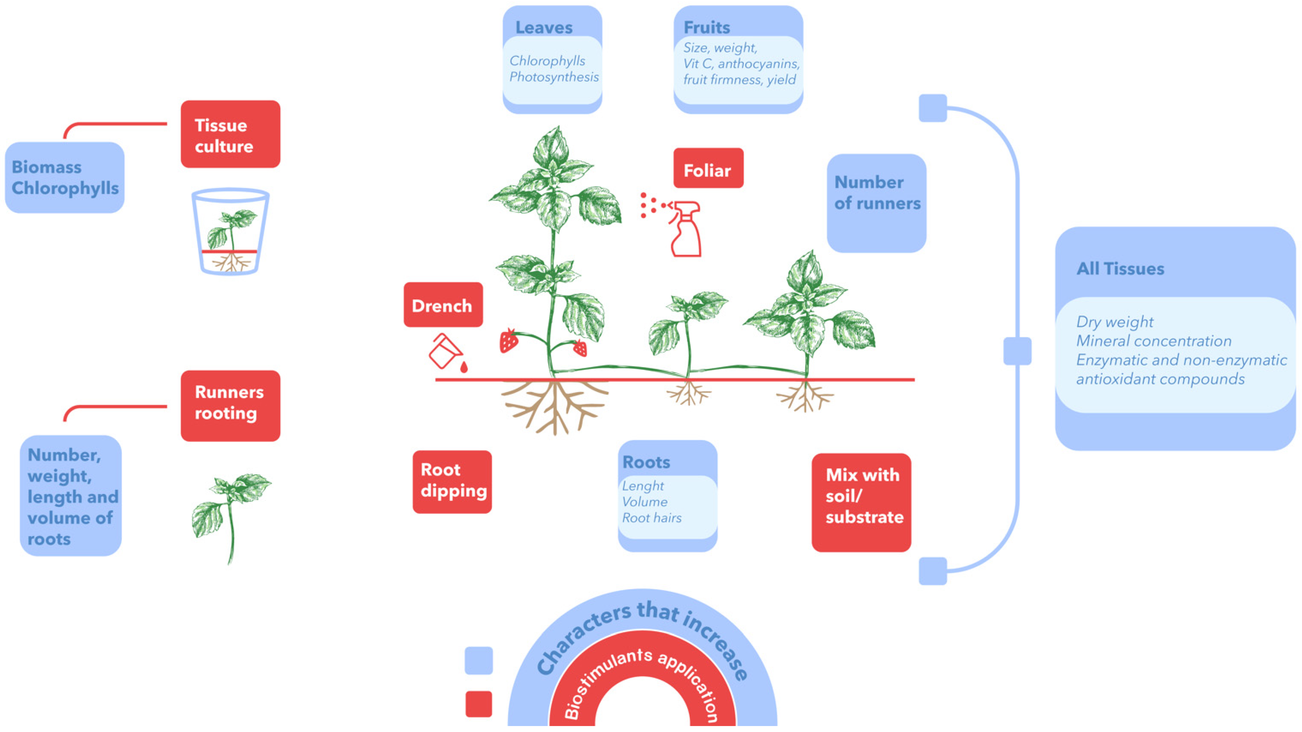 Plants 11 03463 g003 Plants 11 03463 g003