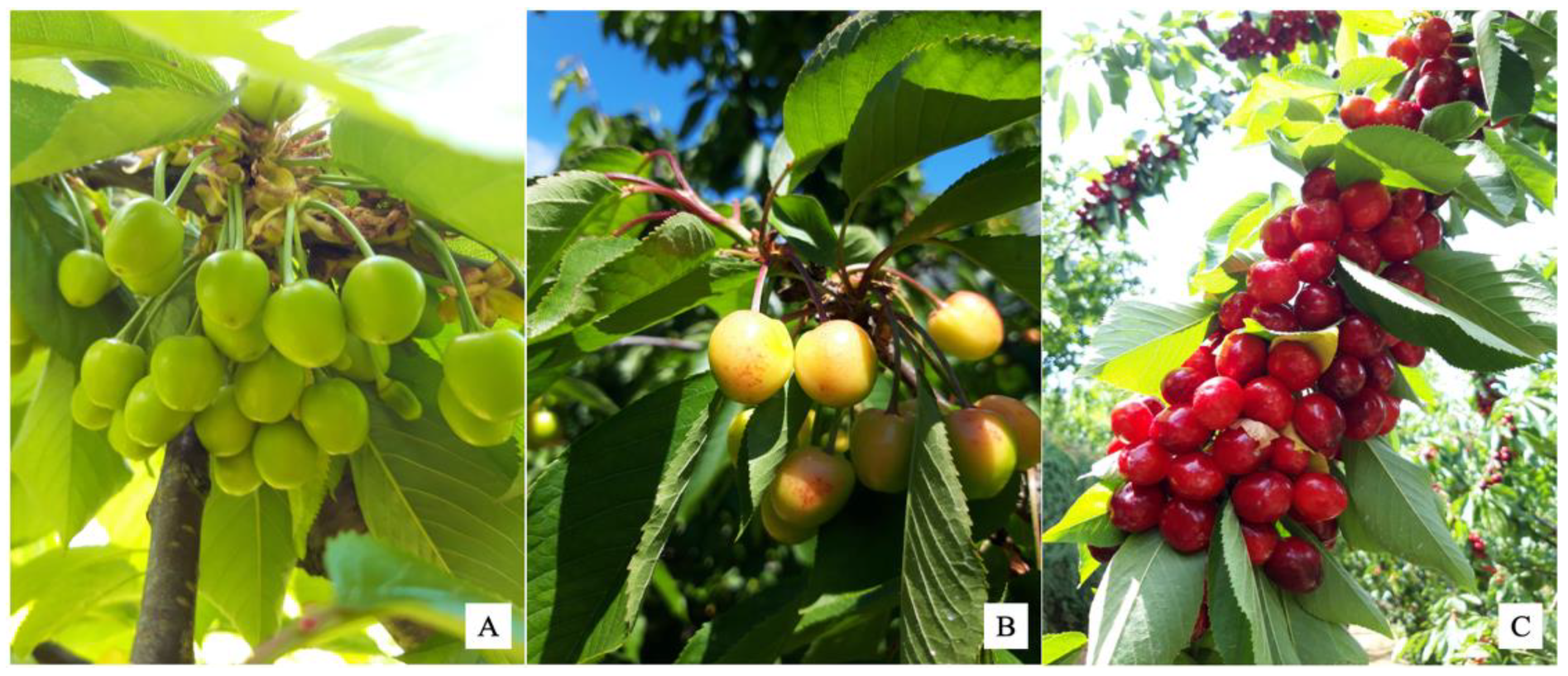 Plants 11 03470 g007 Plants 11 03470 g007