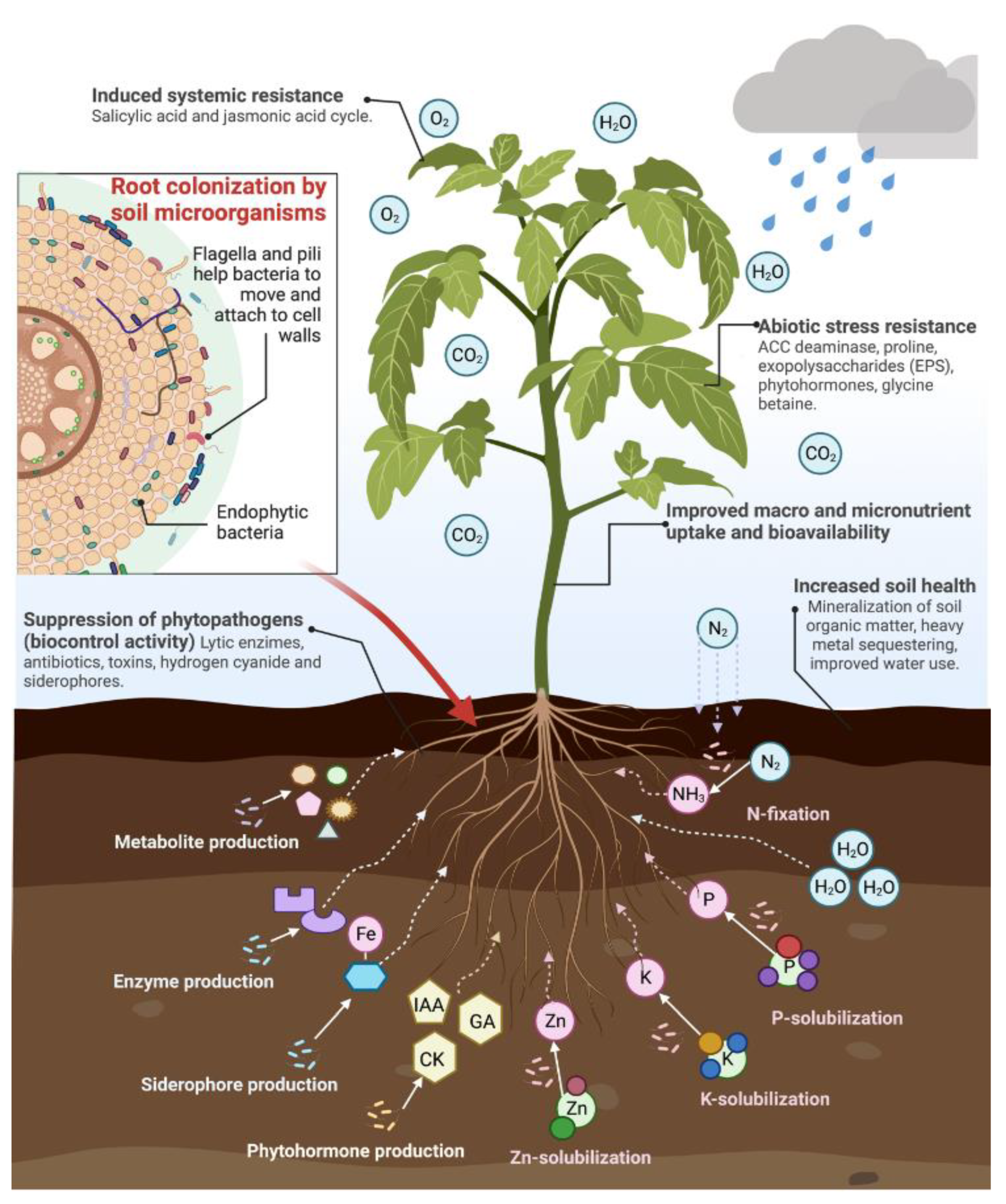 Plants 11 03477 g003 Plants 11 03477 g003