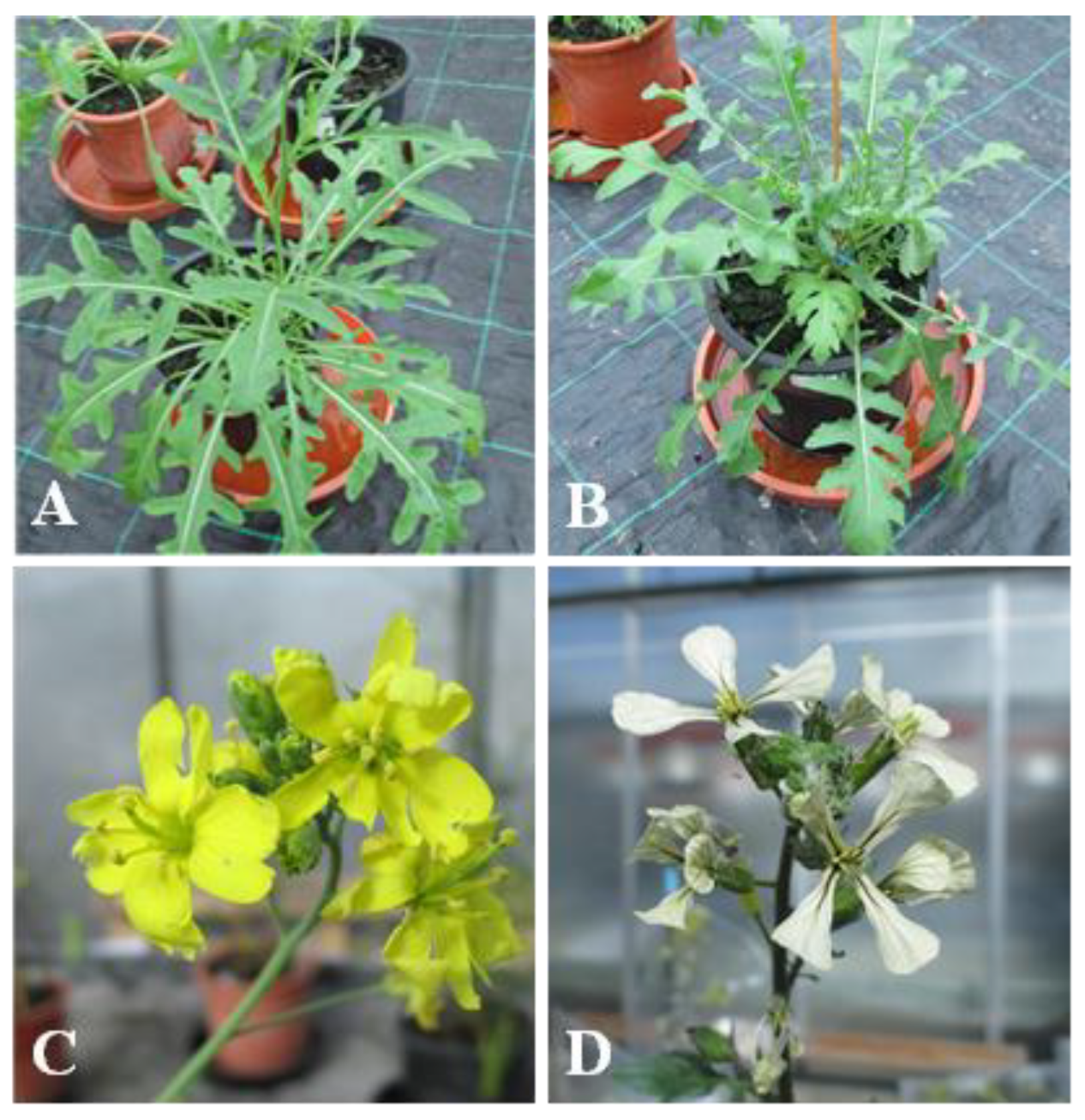 Plants 11 03482 g001