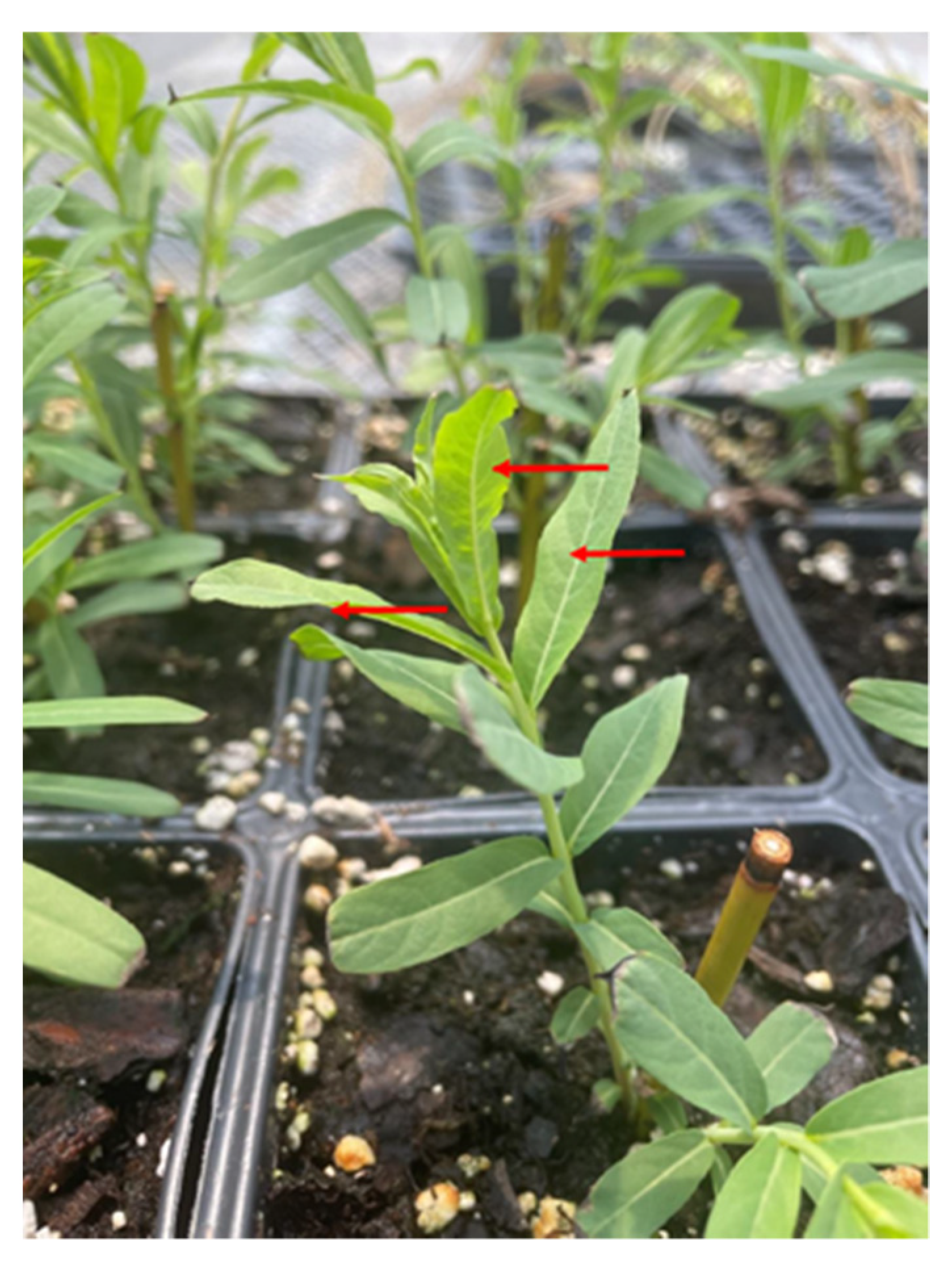 Plants 11 03490 g003 Plants 11 03490 g003