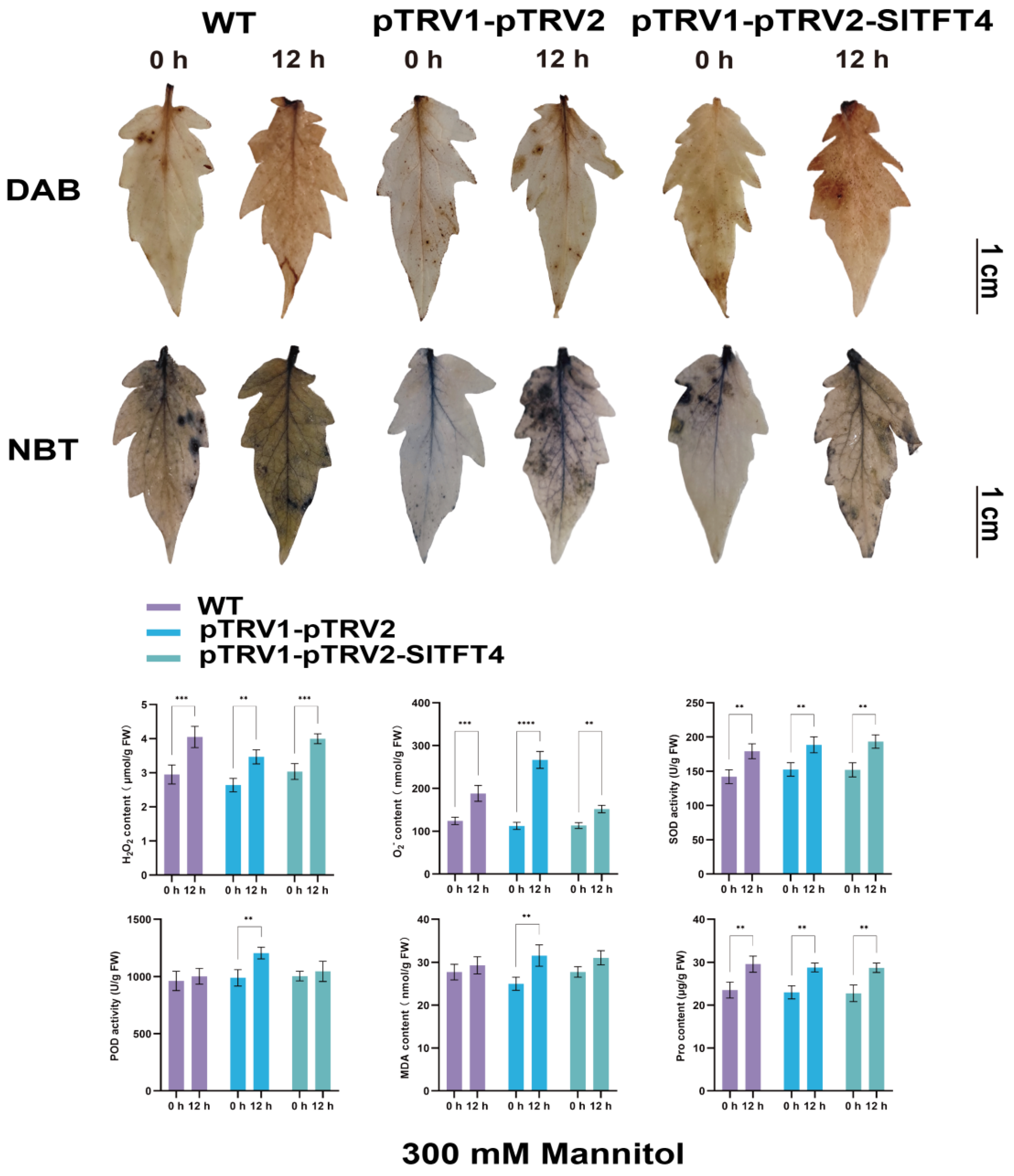 Plants 11 03491 g012 Plants 11 03491 g012